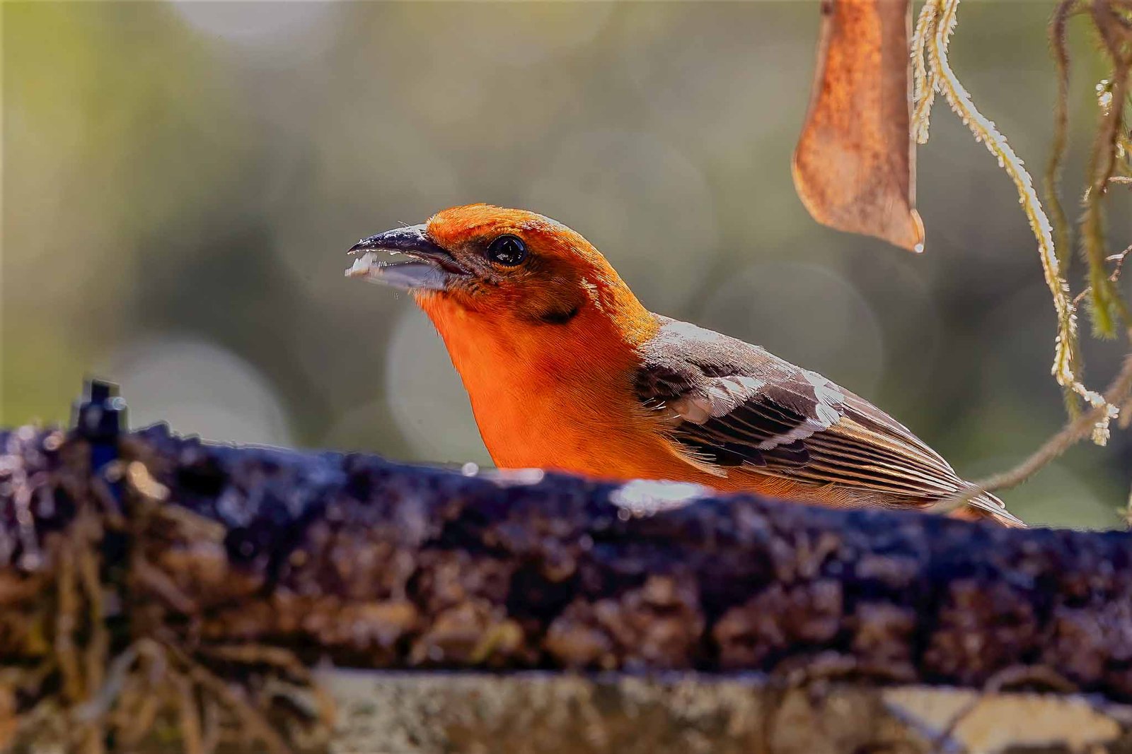 male flame colored tanager