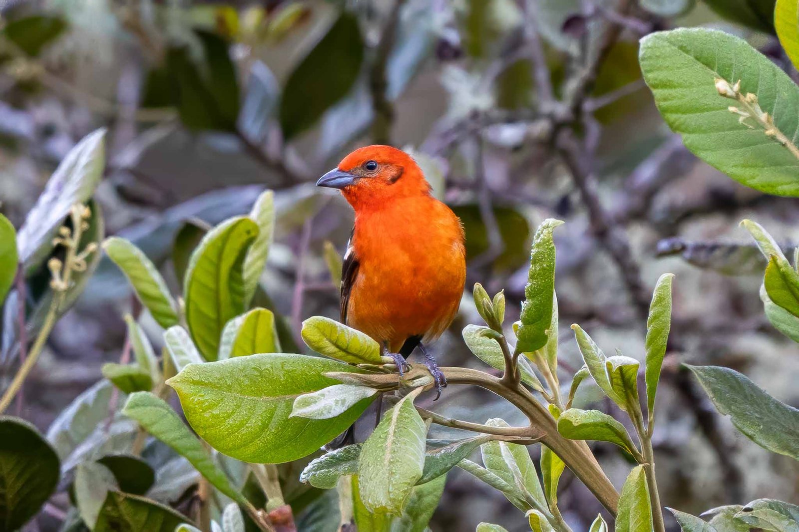 Flame Colored Tanager