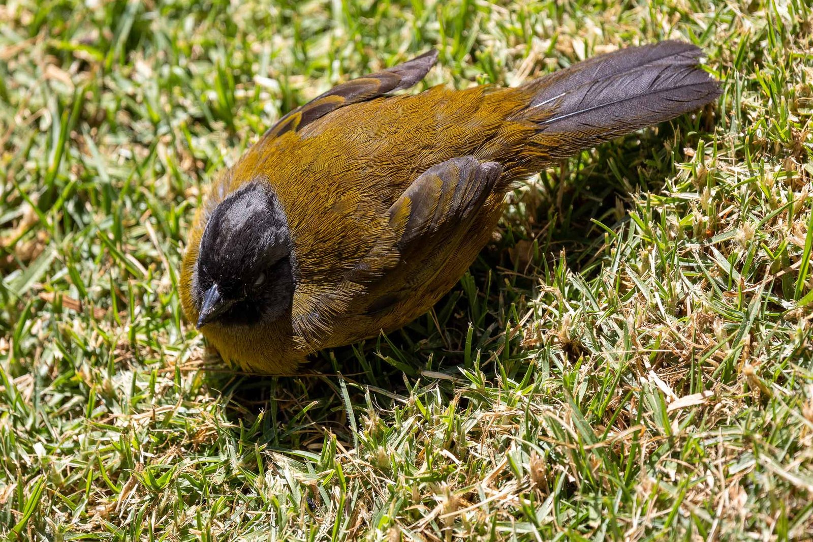 Large Footed Finch