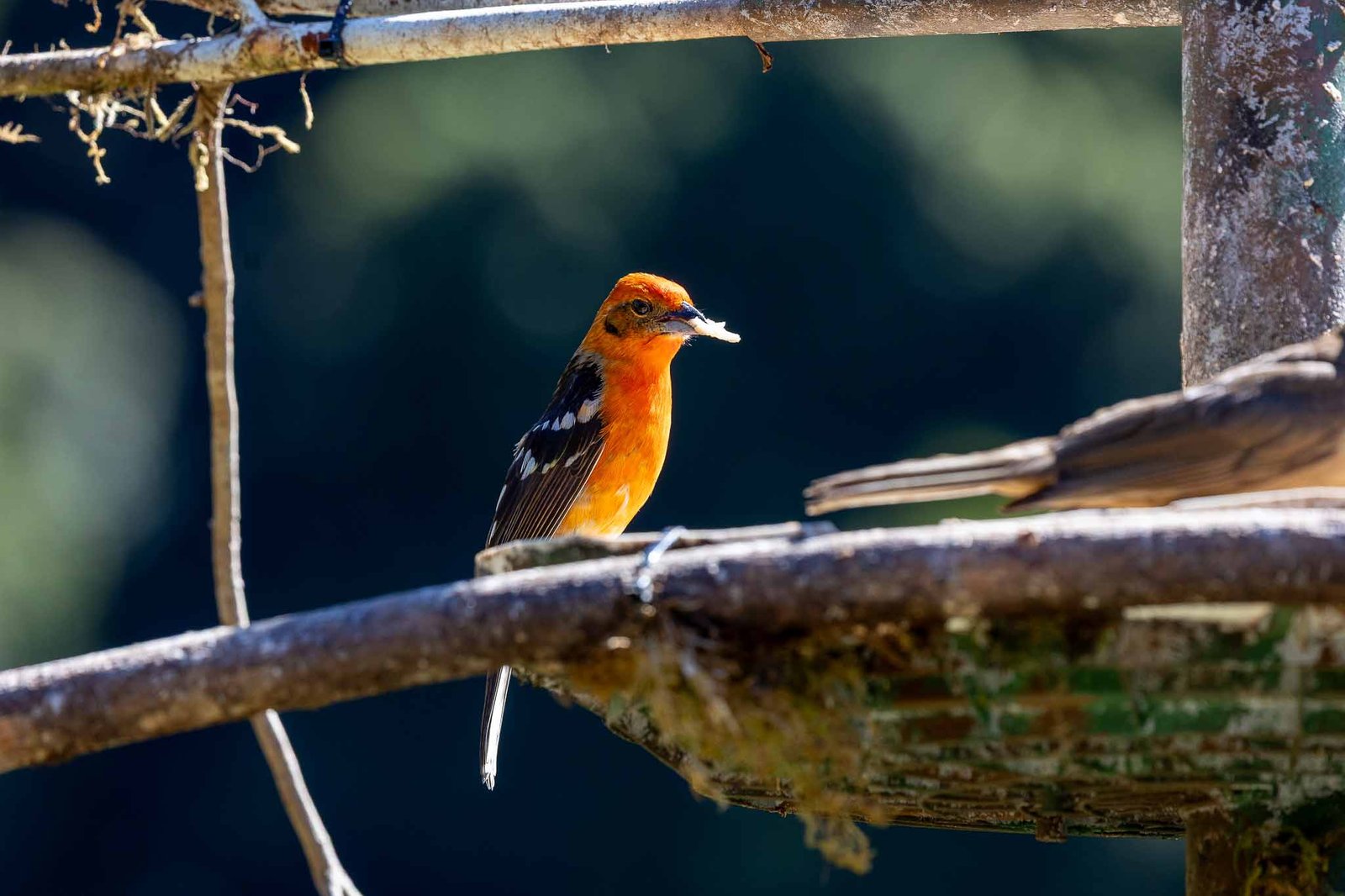 male flame colored tanager