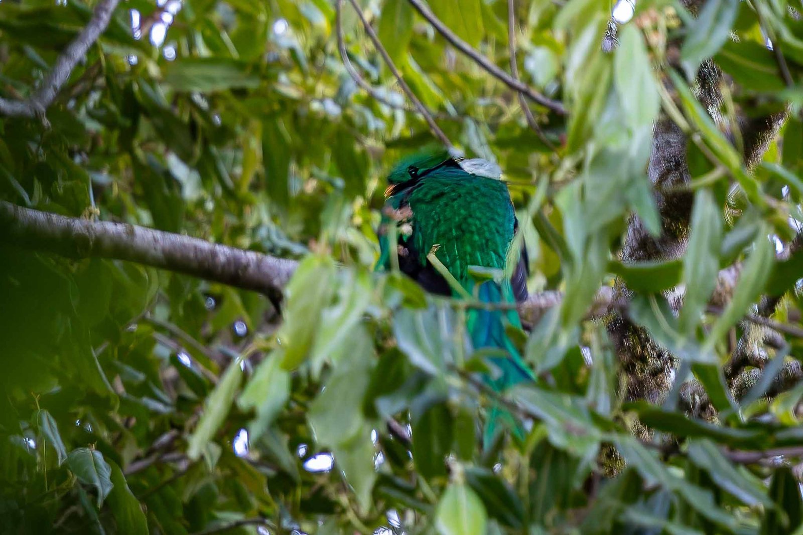 Resplendent Quetzal