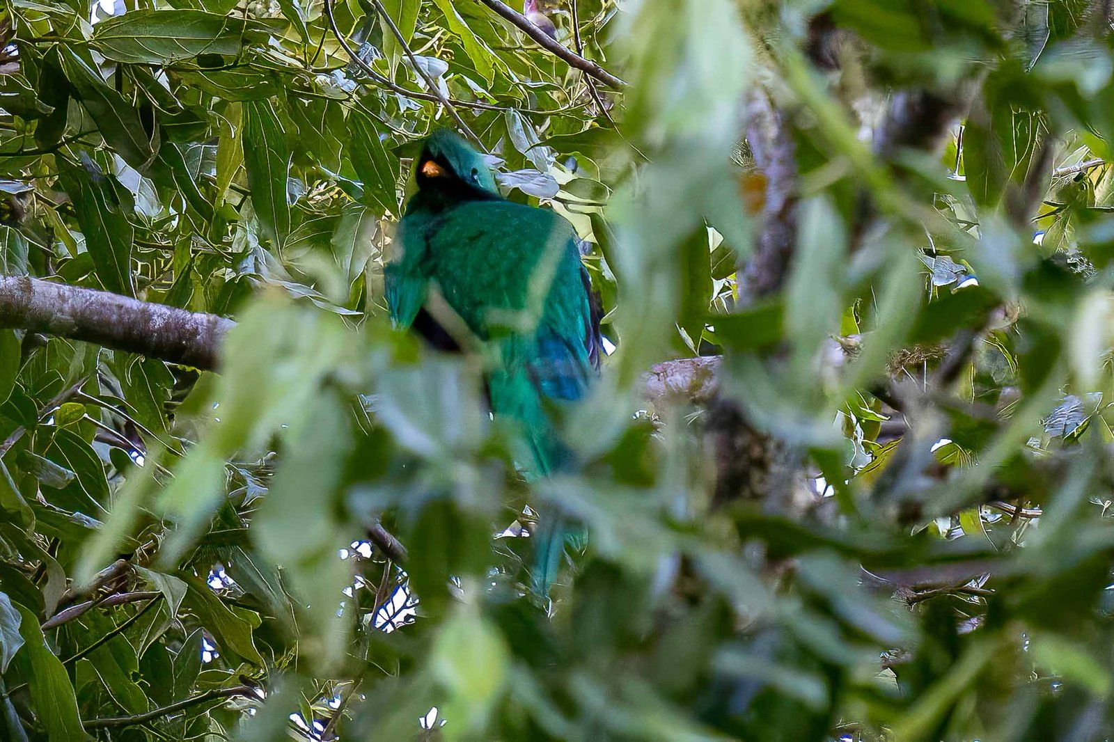 Resplendent Quetzal