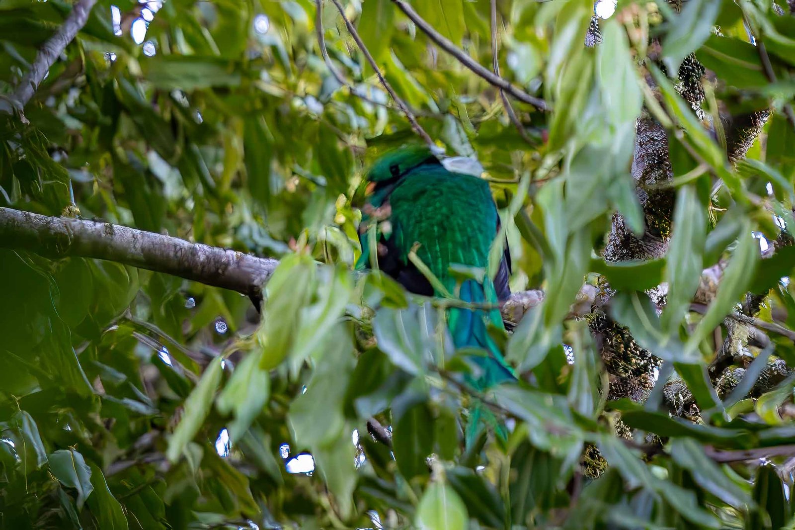 Resplendent Quetzal