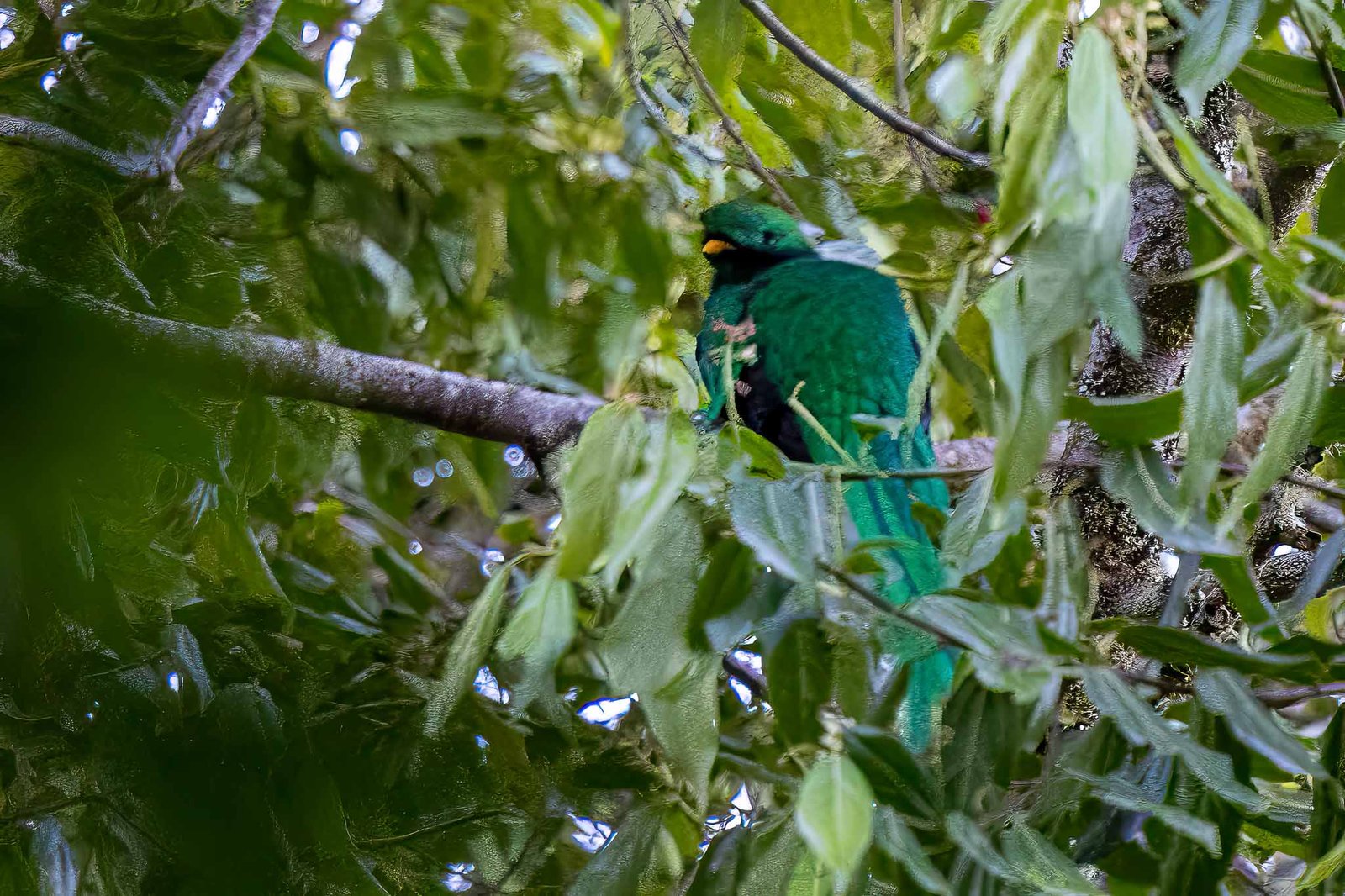 Resplendent Quetzal