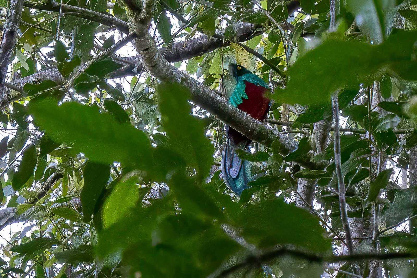 Resplendent Quetzal