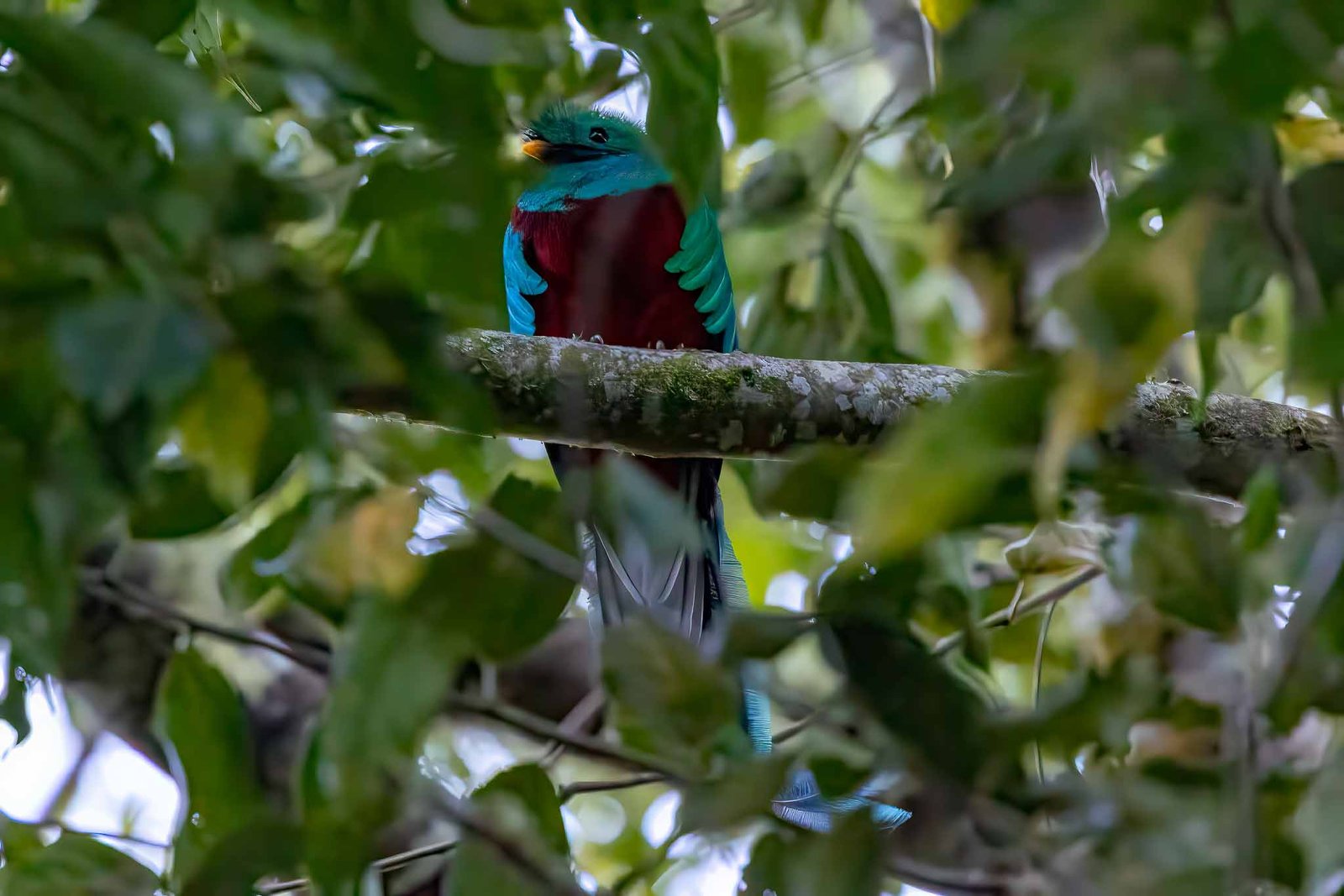 Resplendent Quetzal
