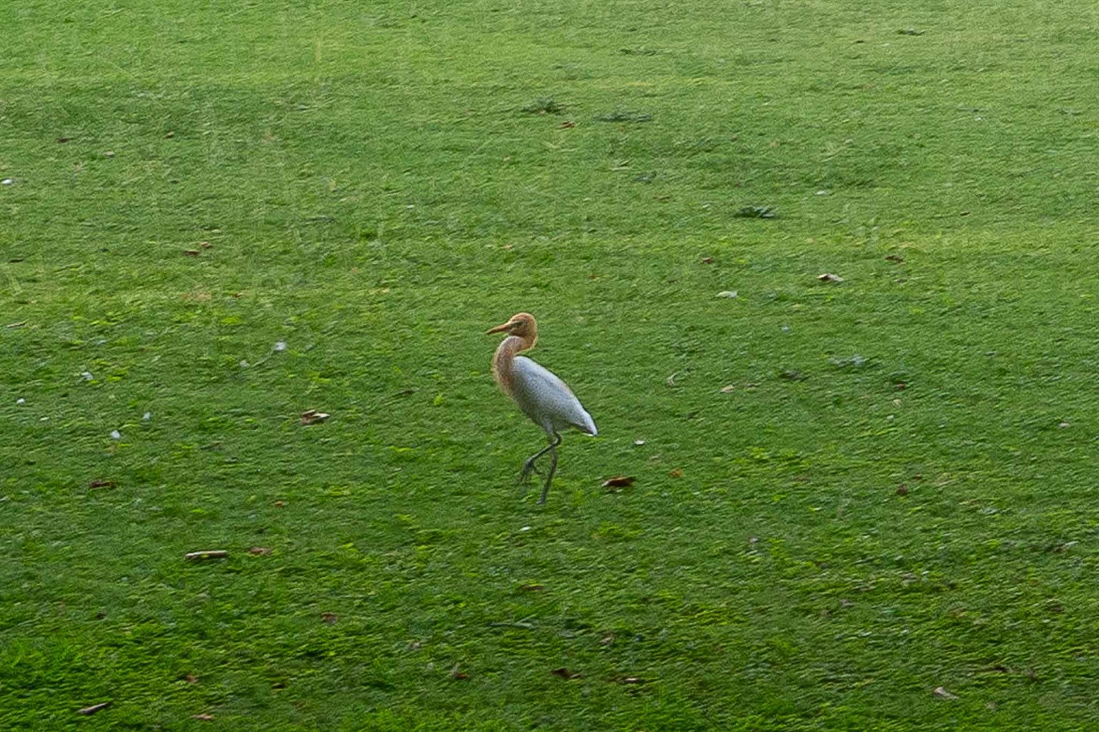 A Cattle Egret that we saw on the grounds