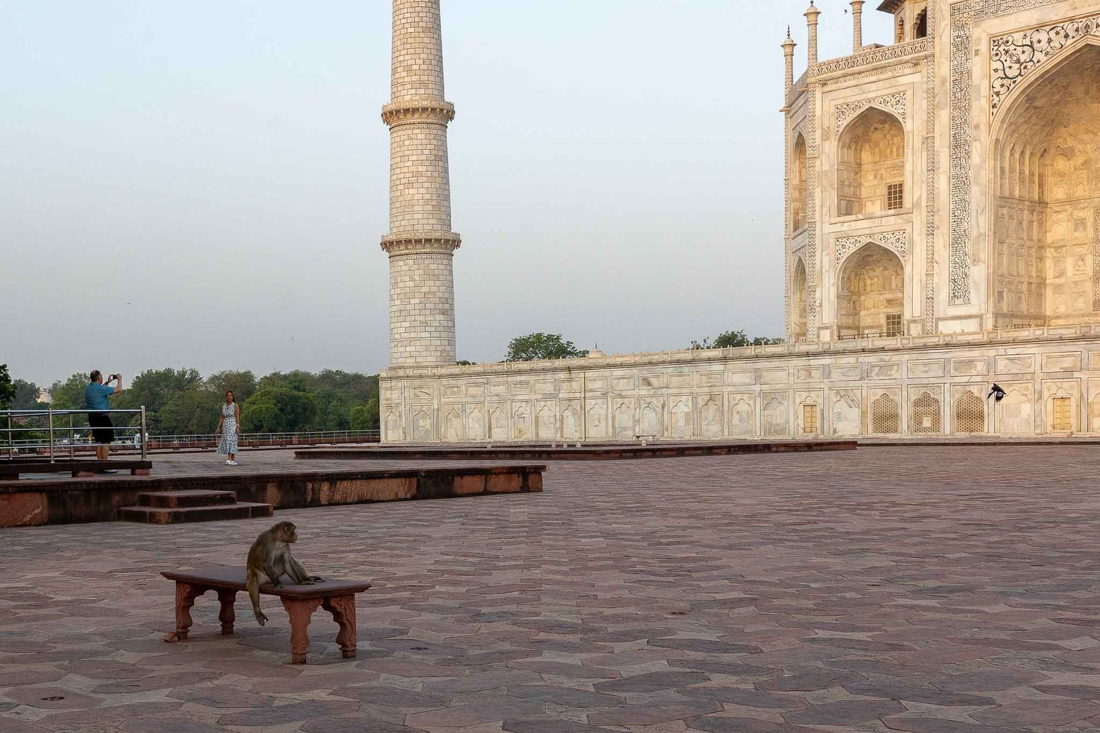 Monkeys at the Taj Mahal