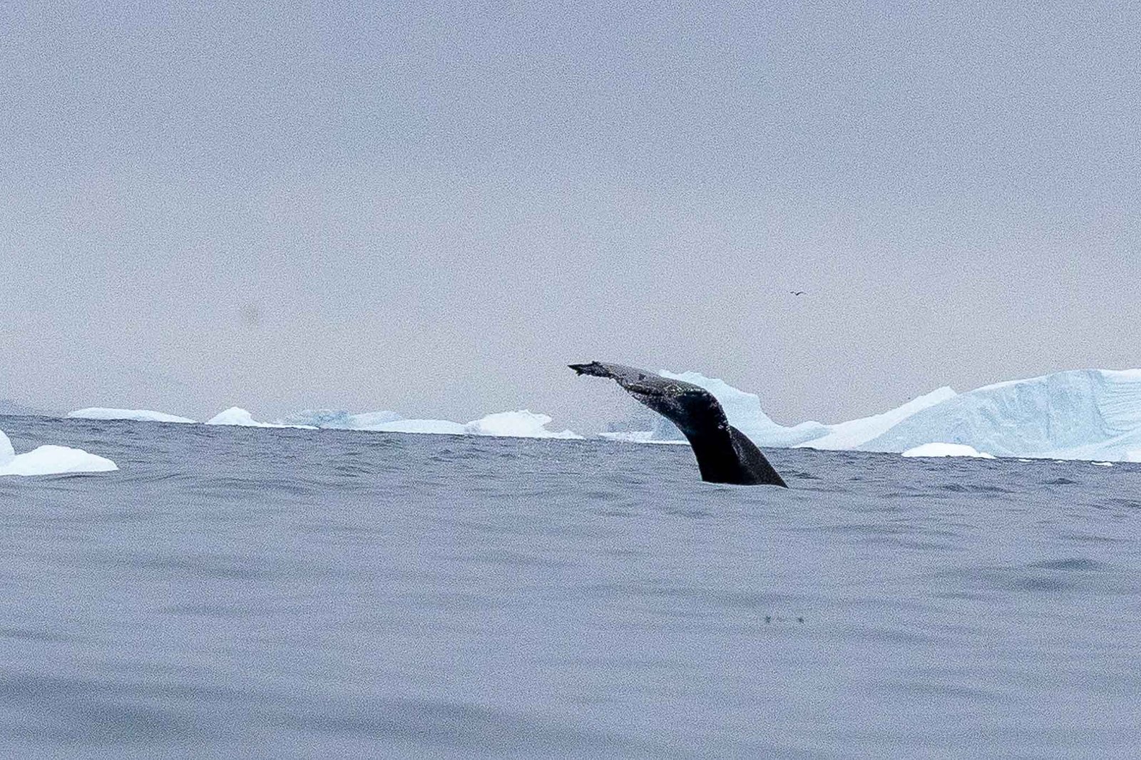 Humpback Whale in Cierva Cove