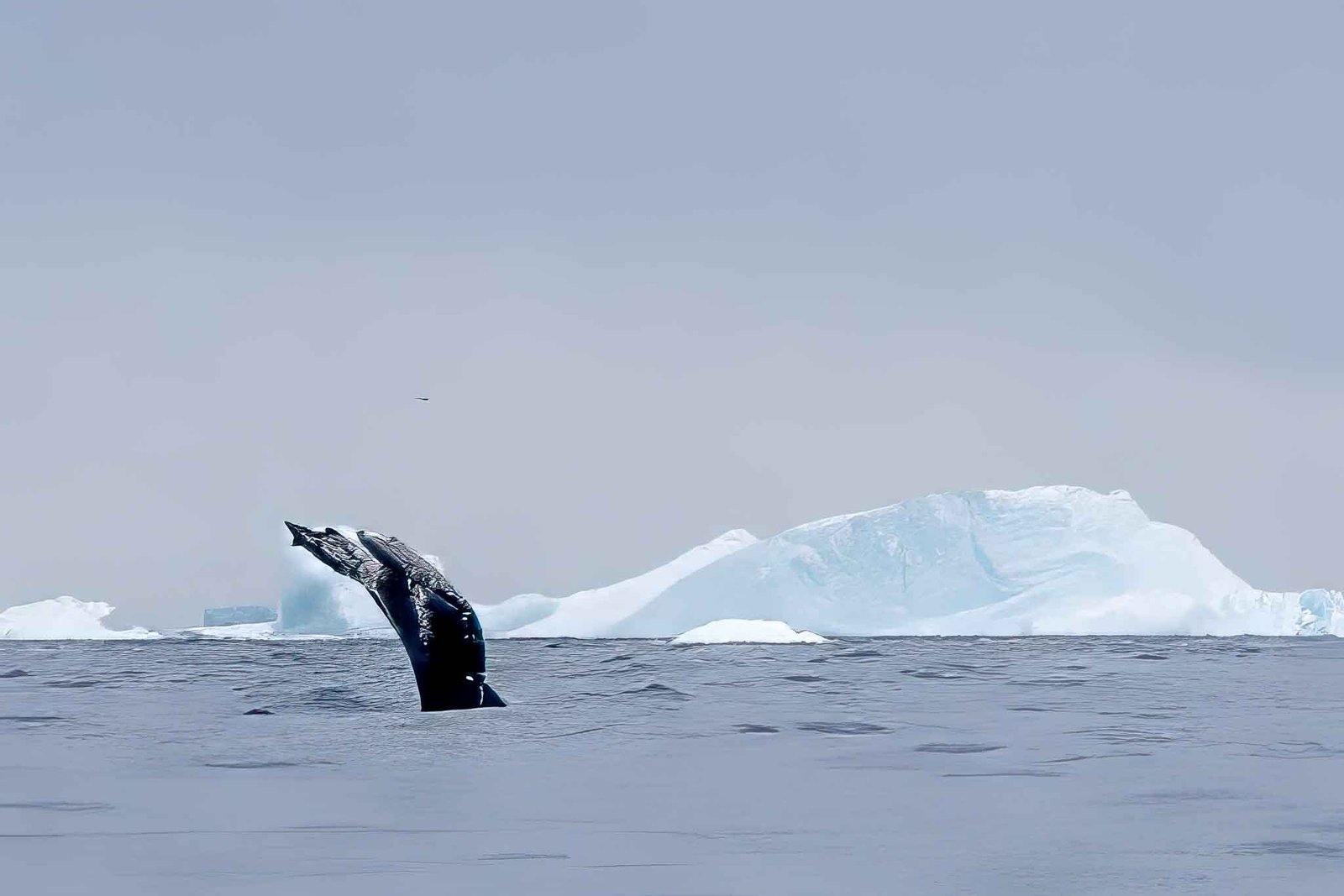Humpback Whale in Cierva Cove
