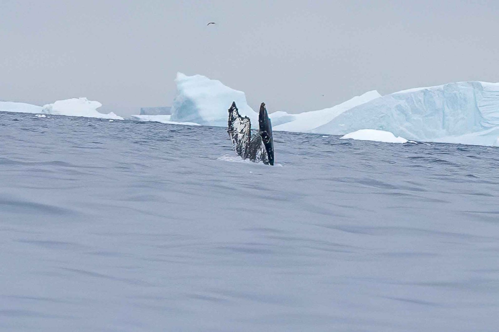 Humpback Whale in Cierva Cove