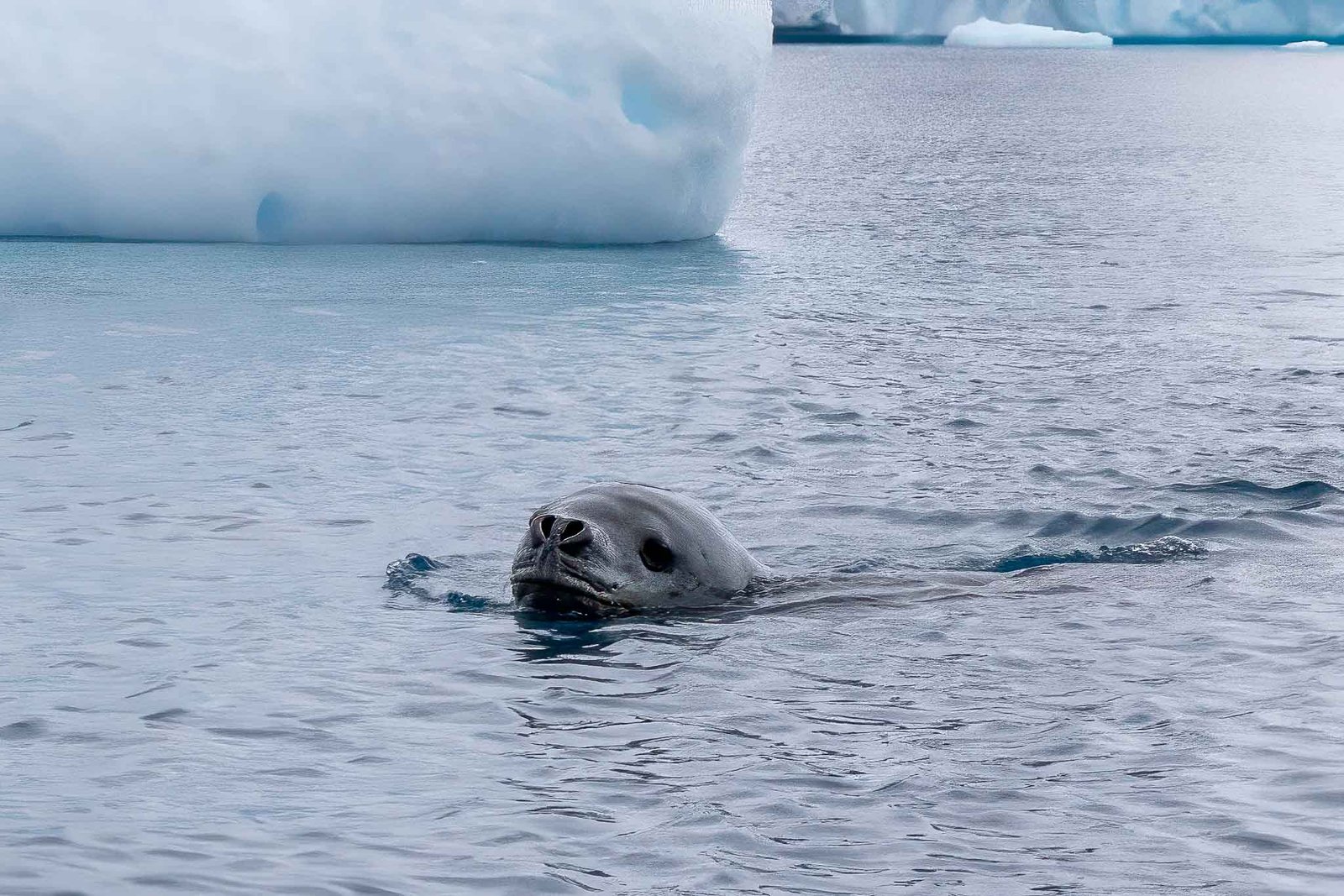 Leopard Seal in Cierva Cove