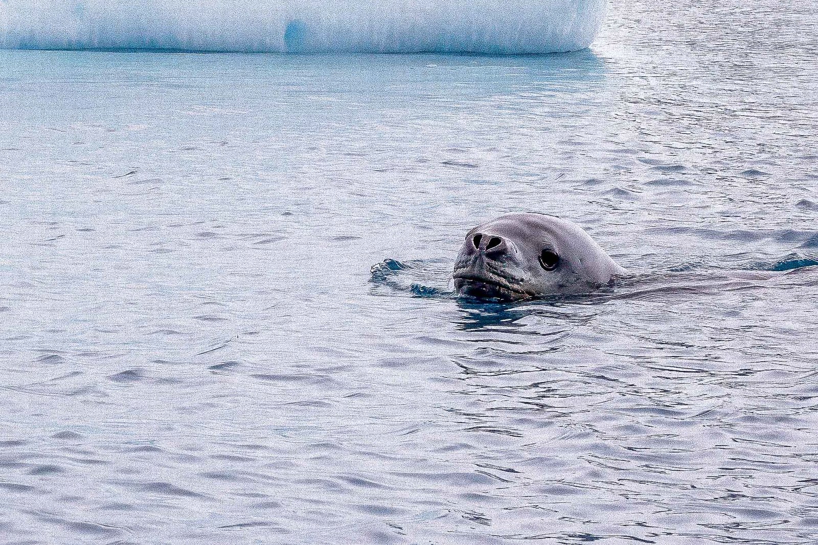 Leopard Seal in Cierva Cove