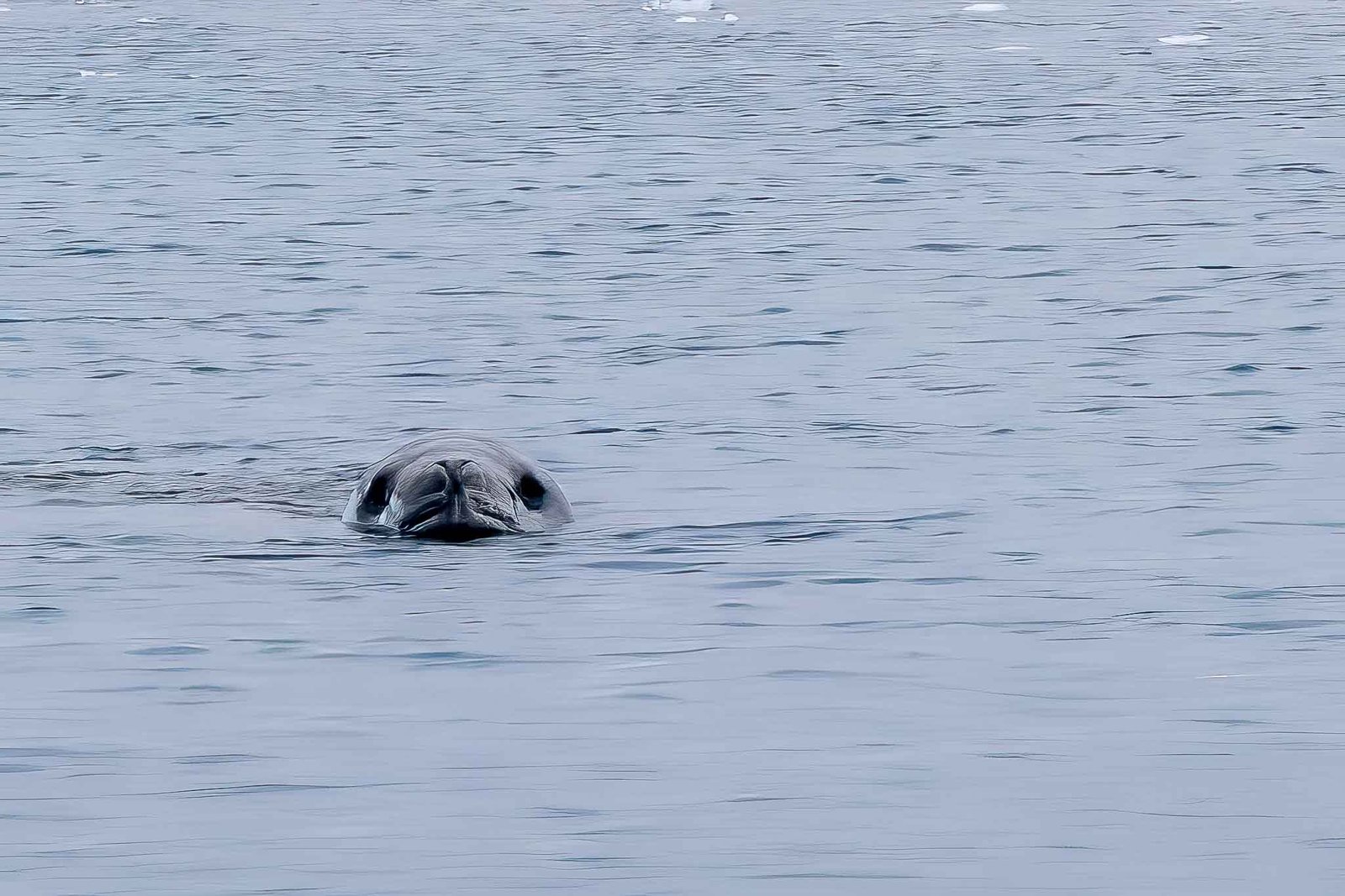 Leopard Seal in Cierva Cove