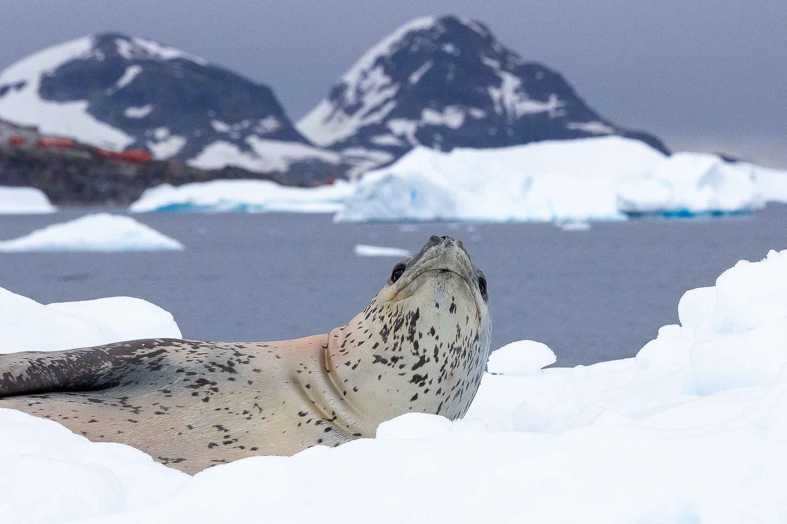 Leopard Seal in Cierva Cove