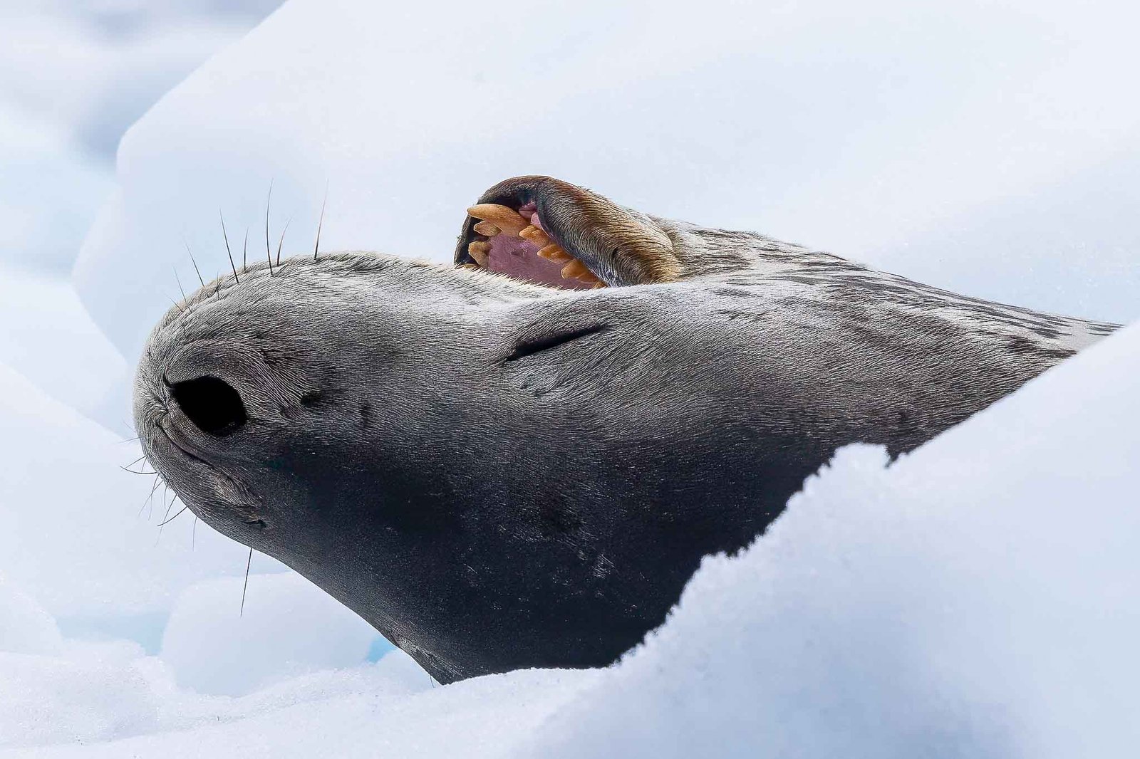 Leopard Seal in Cierva Cove