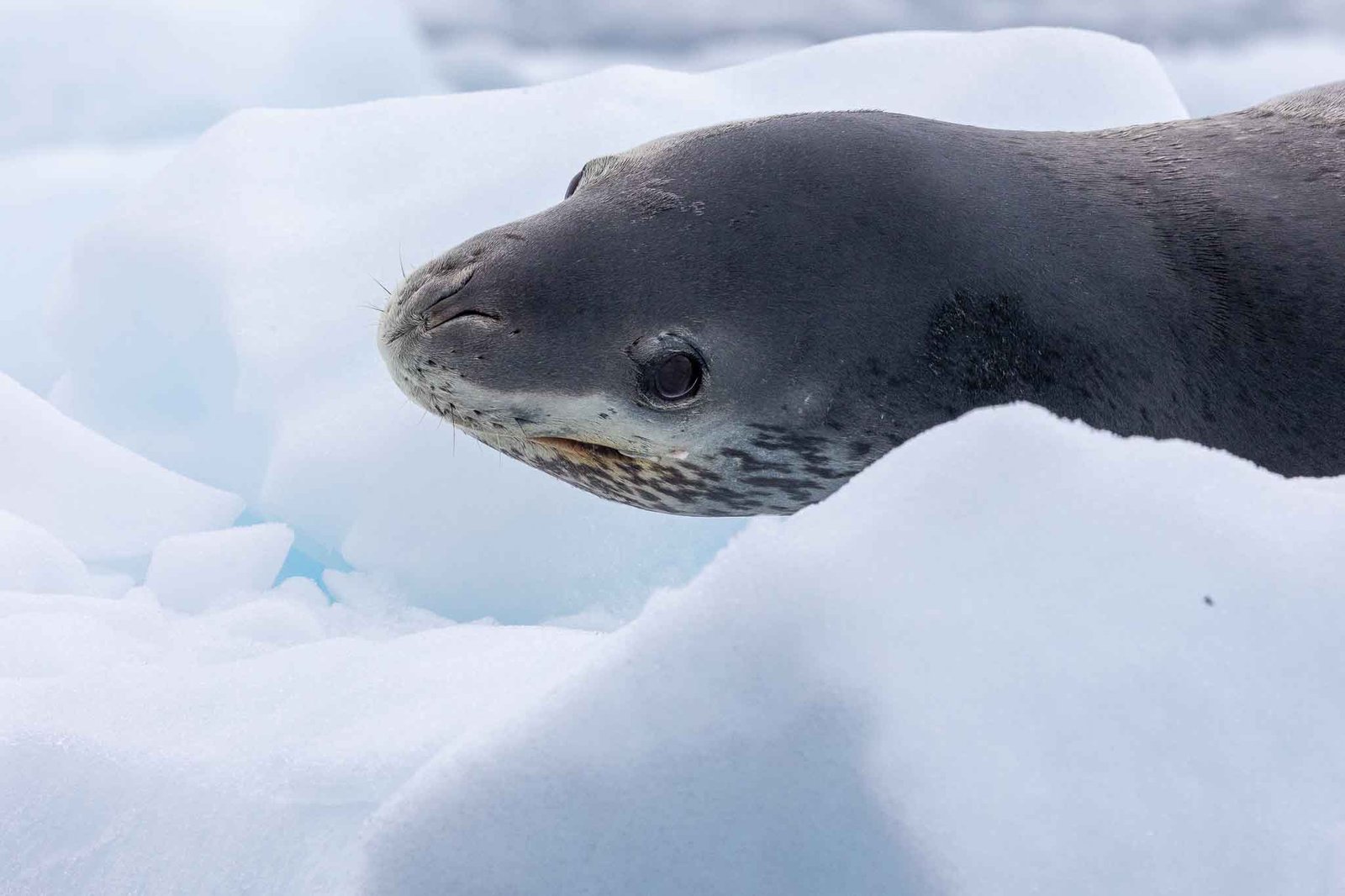 Leopard Seal in Cierva Cove