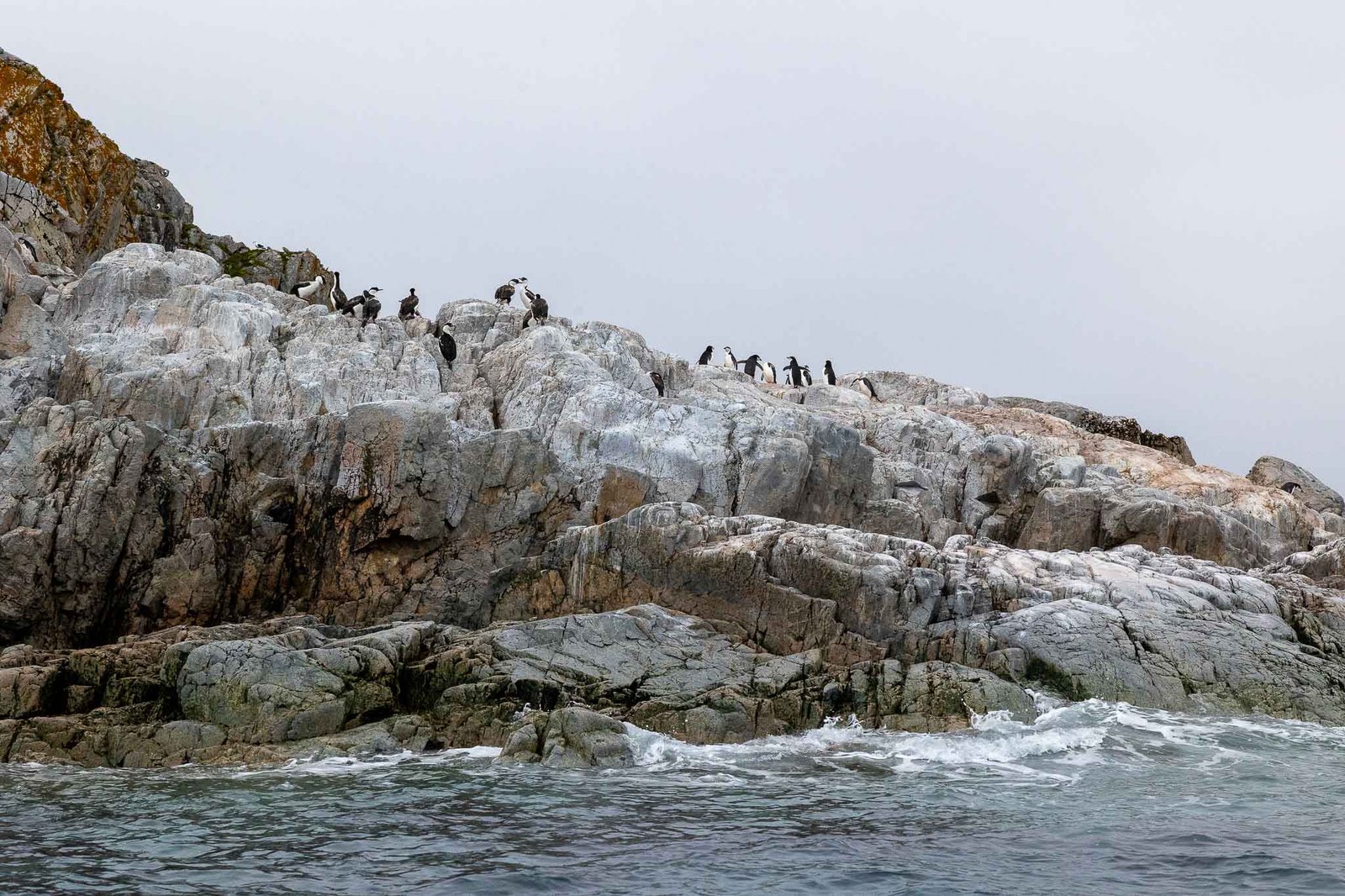 Chinstrap Colony