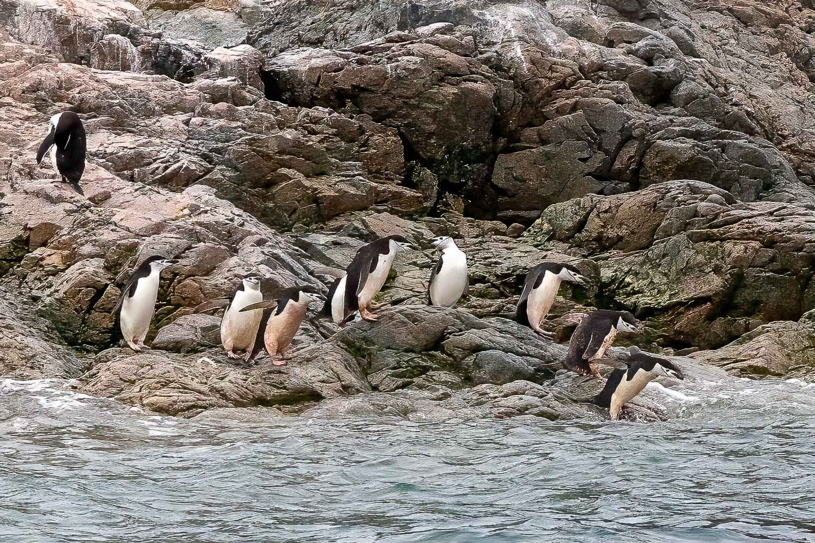 Chinstrap Colony