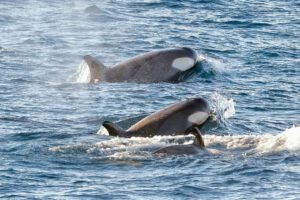 Orcas from the ship