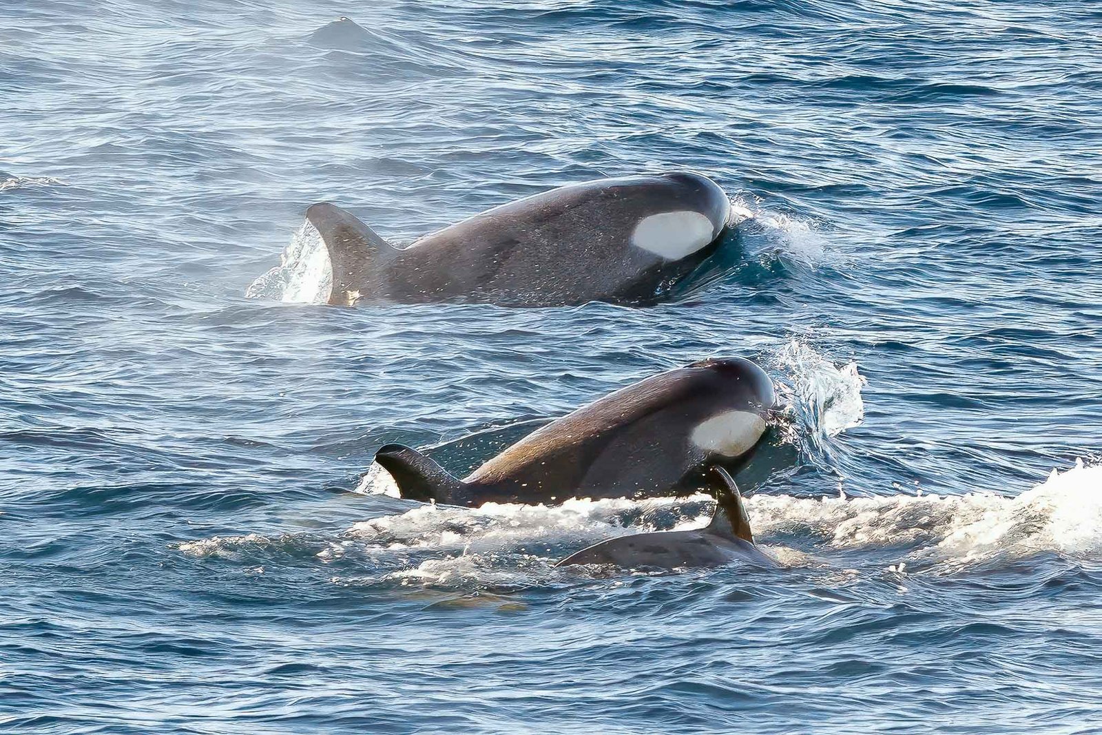Orcas from the ship
