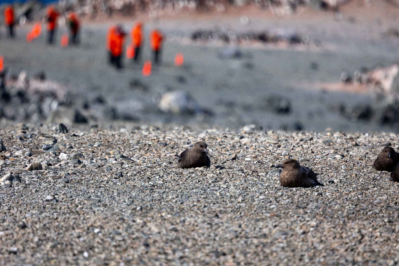 Nesting Skuas