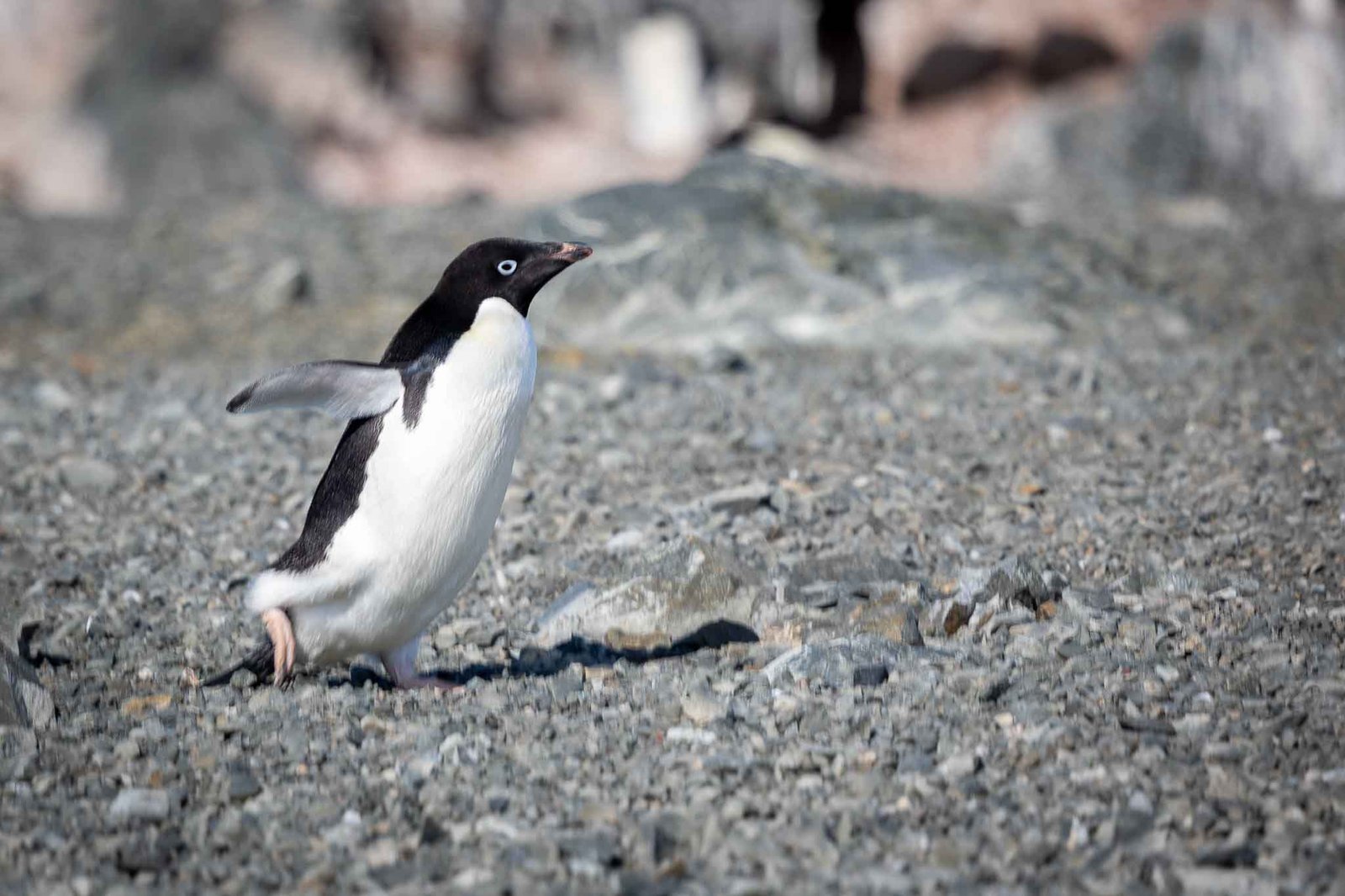 Adelie Penguin