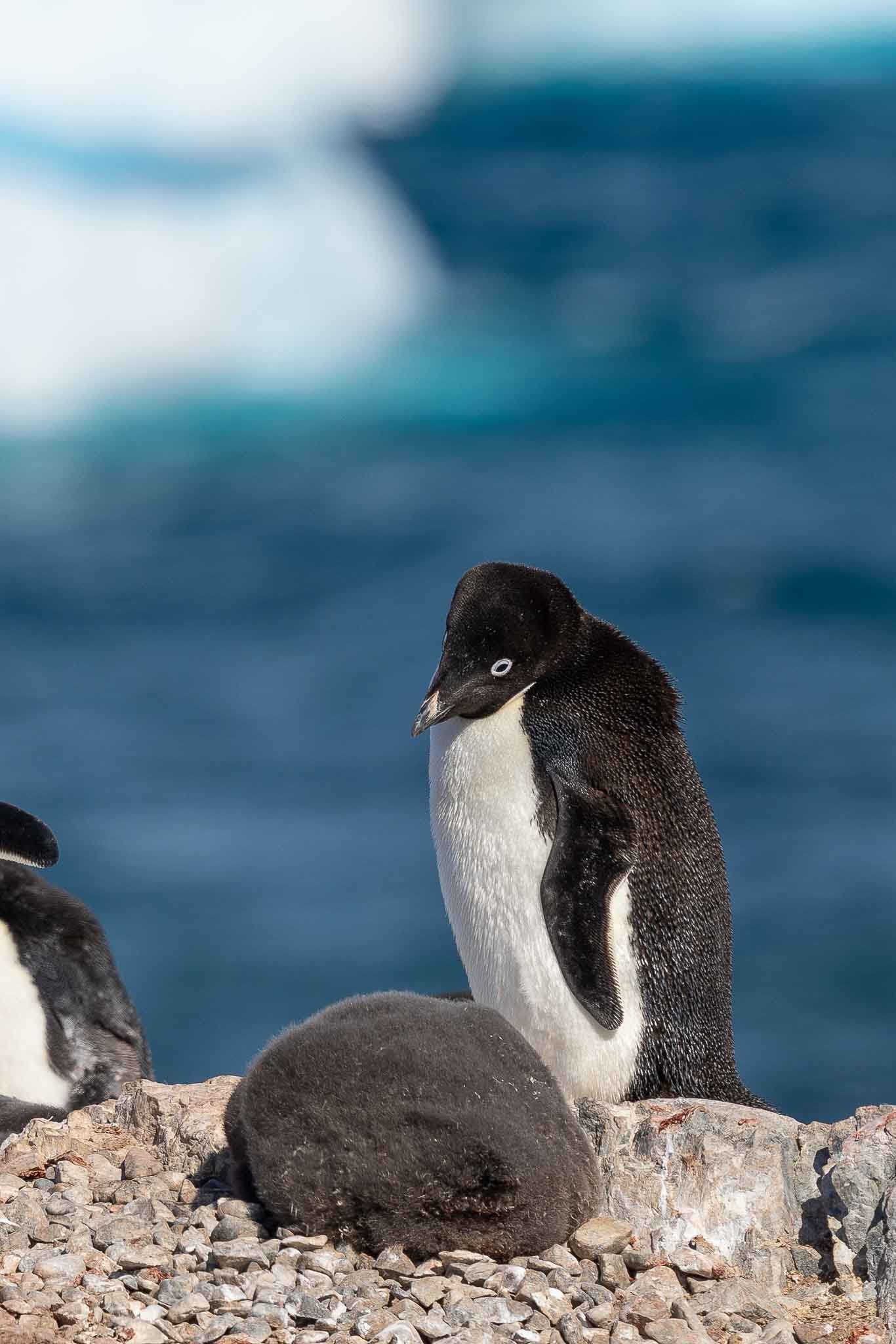 Adelie Penguin and chick