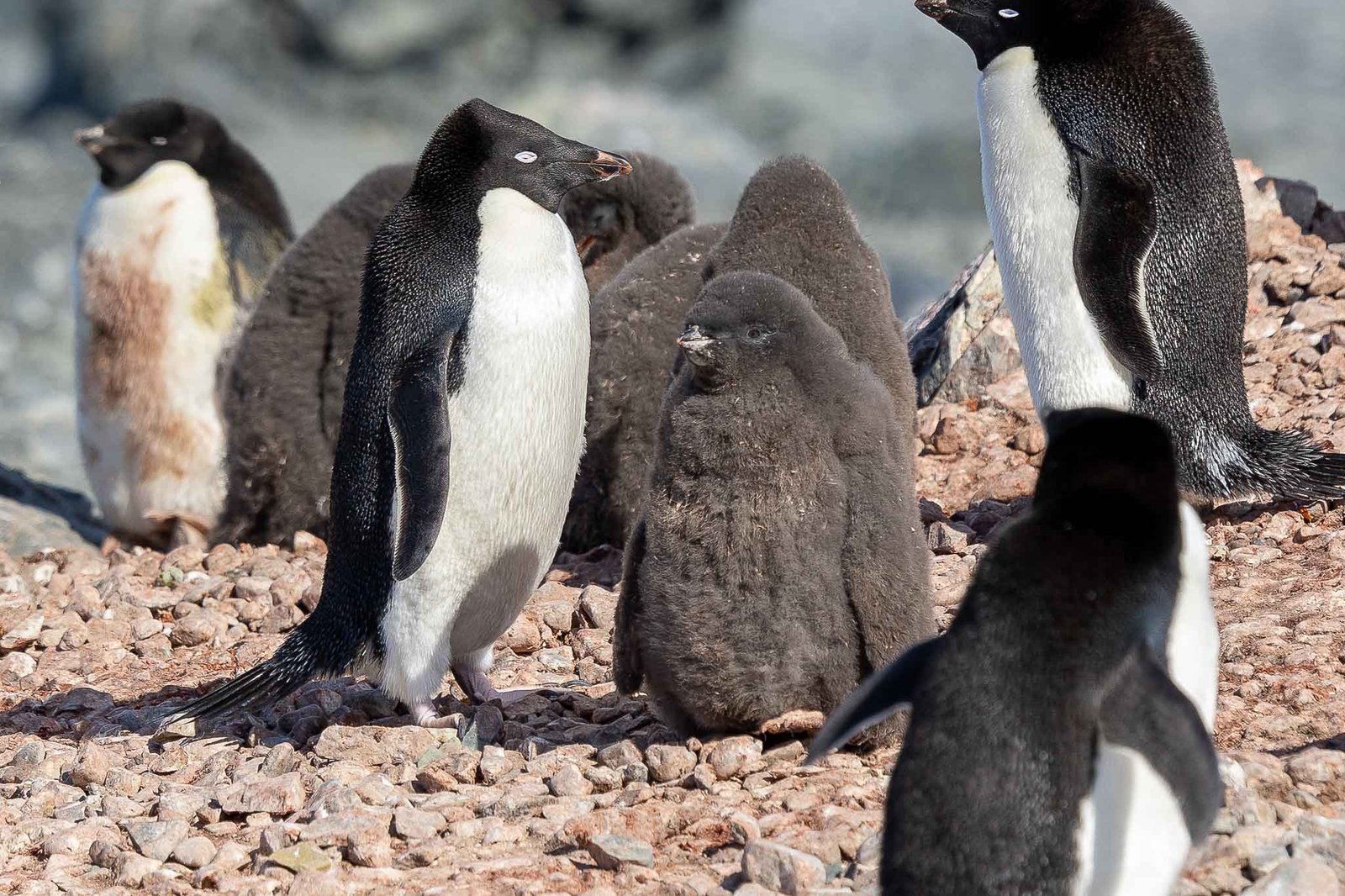 Adelie Penguin and chick