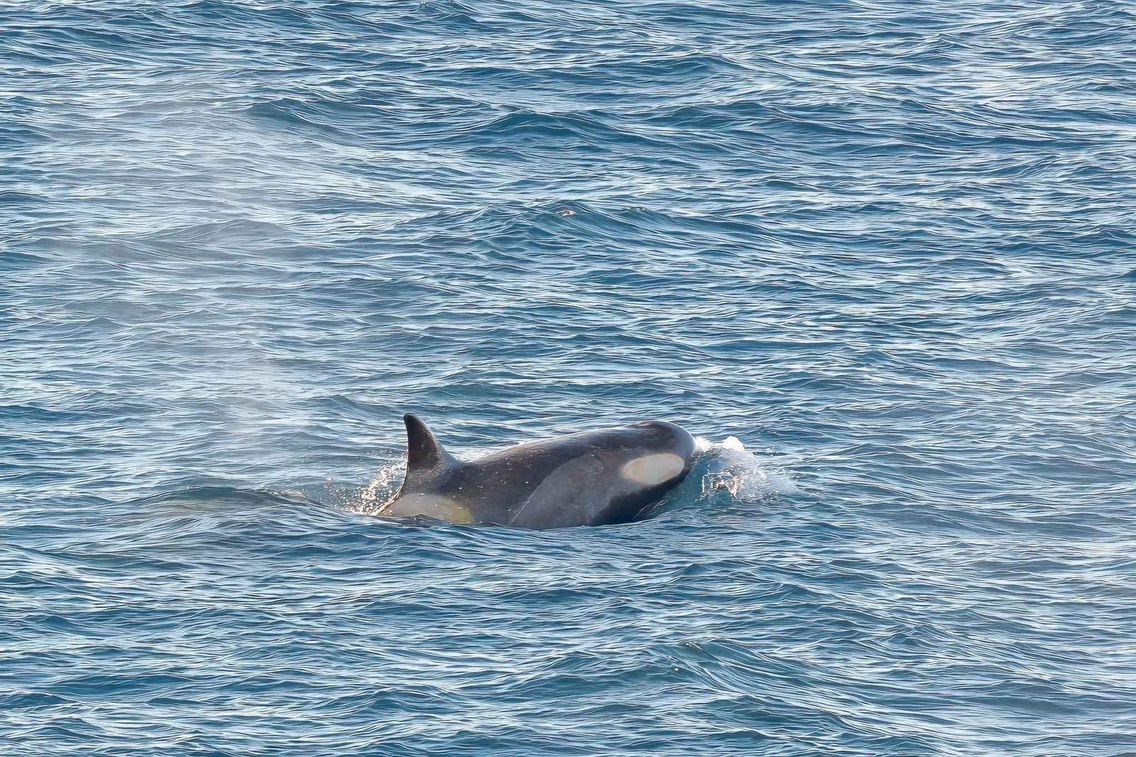 Orcas from the ship
