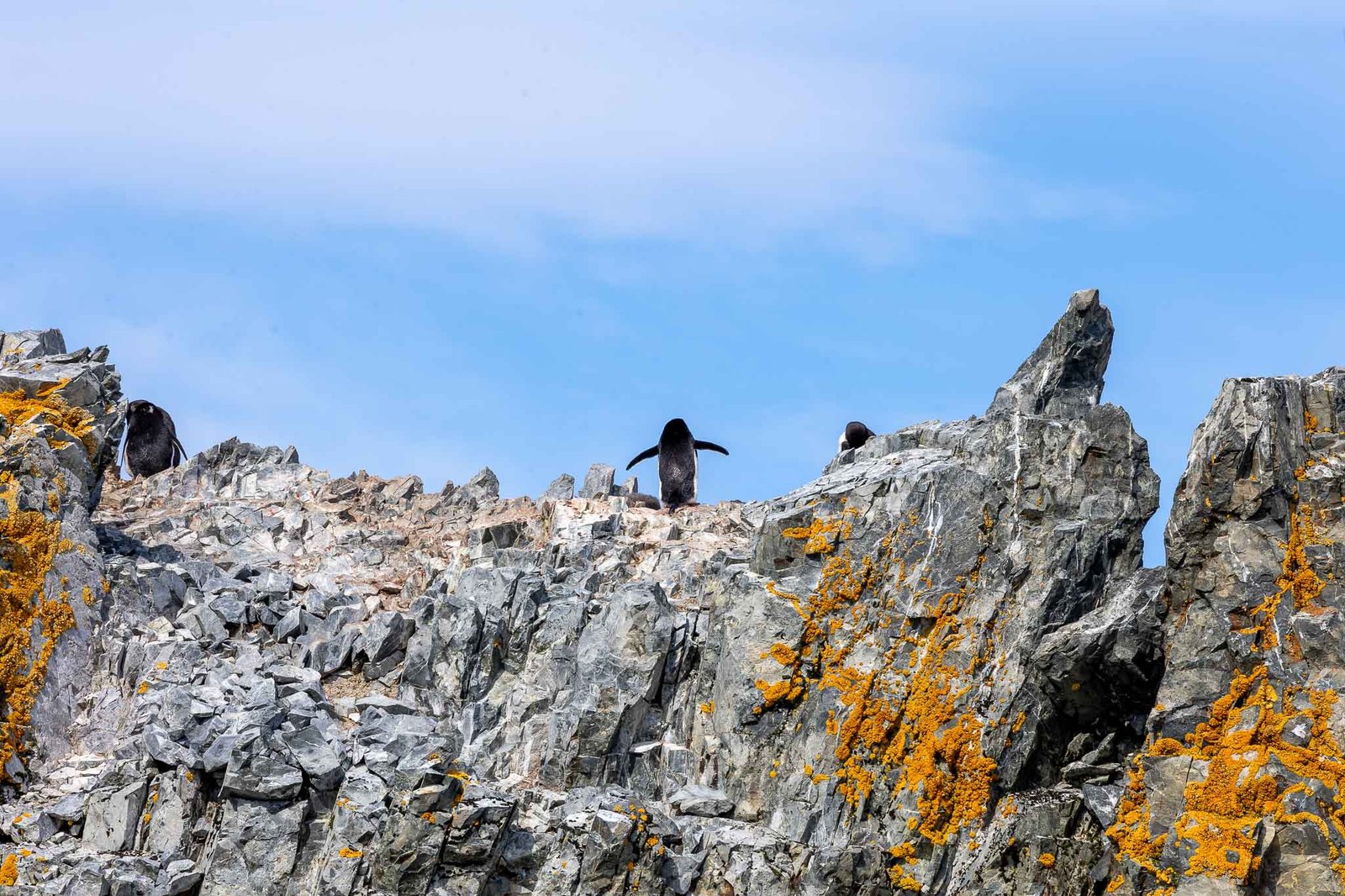 Adelie at the top of a smaller rise