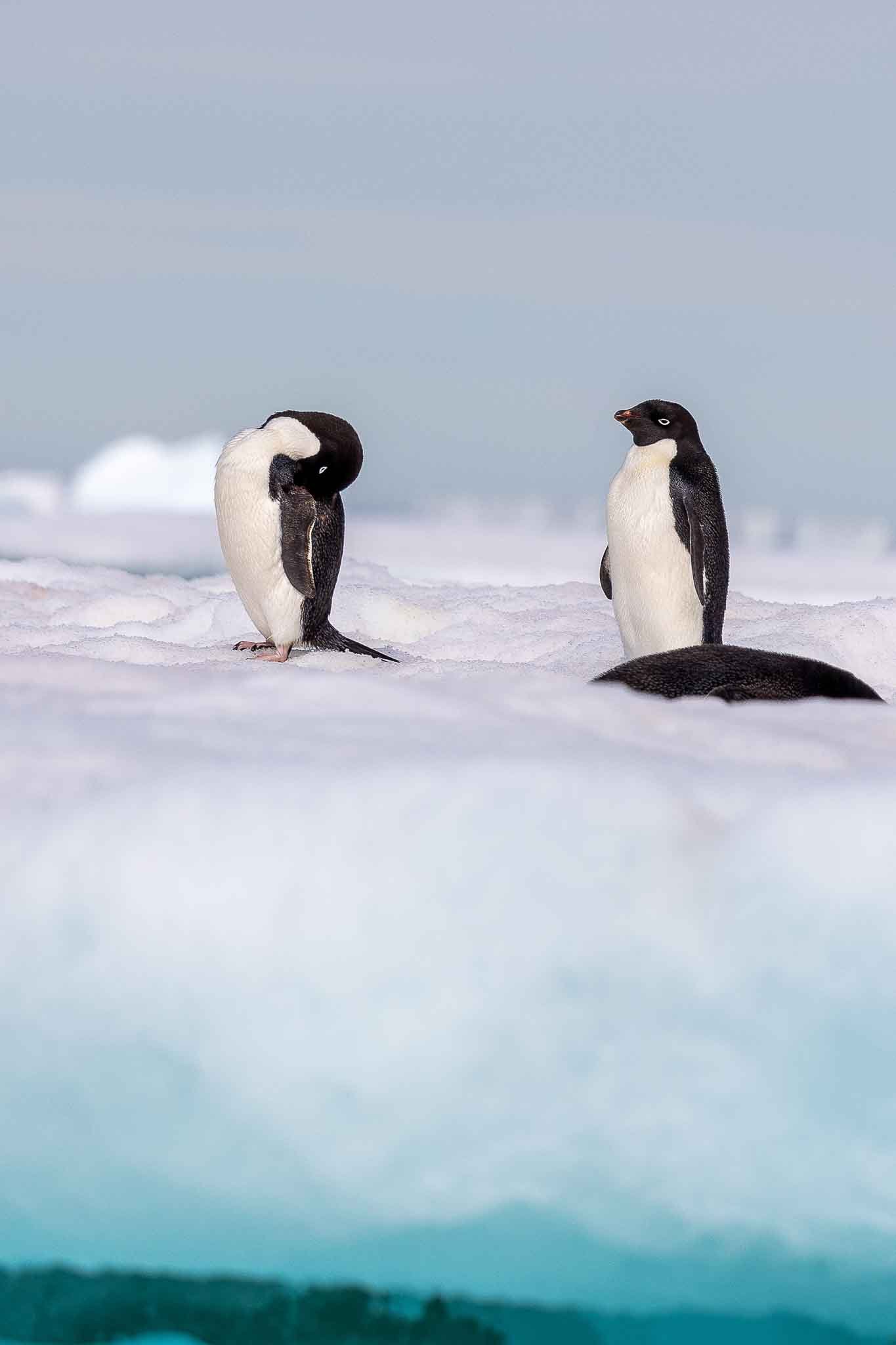 Adelie Penguins on the ice surrounding Paulet Island