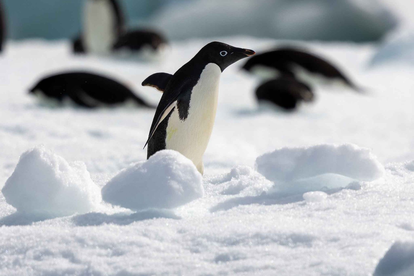 Adelie Penguins on the ice surrounding Paulet Island
