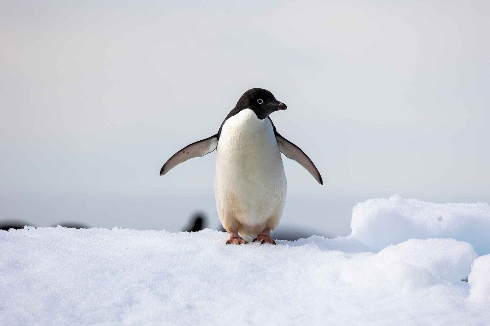 Adelie Penguins on the ice surrounding Paulet Island