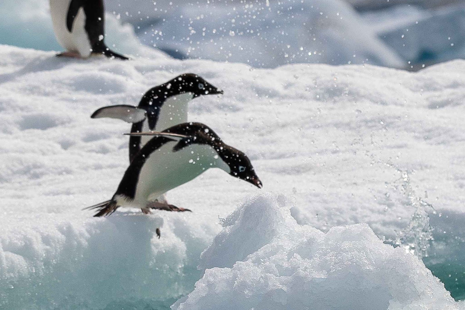 Adelie Penguins on the ice surrounding Paulet Island
