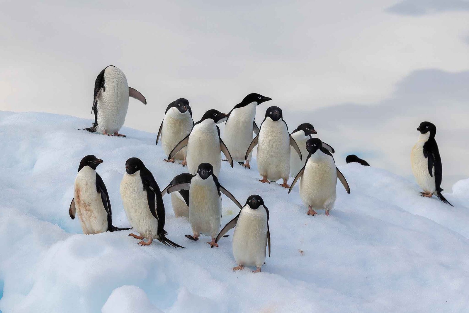 Adelie Penguins on the ice surrounding Paulet Island