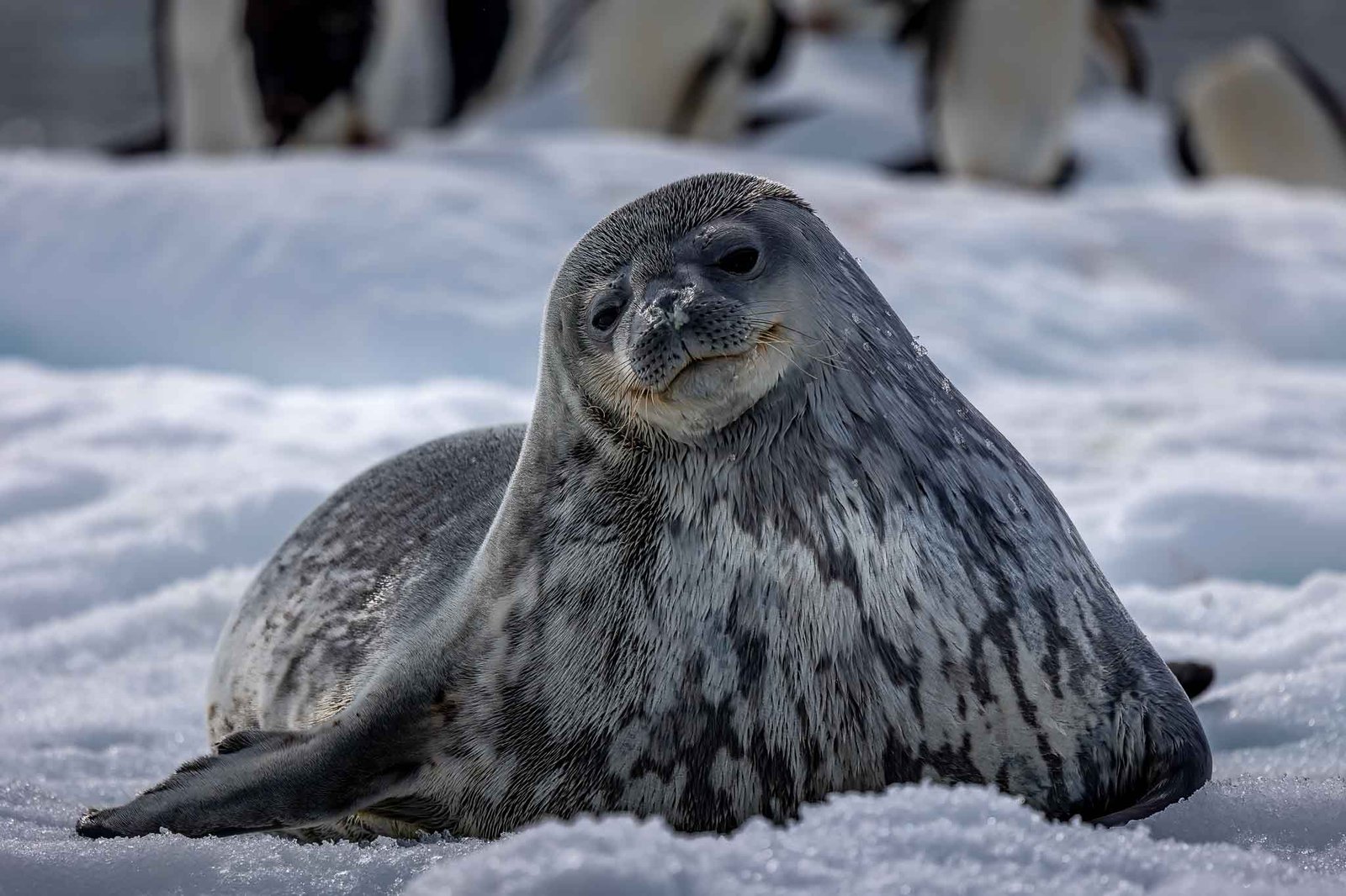 A Weddell seal hauled out on the ice