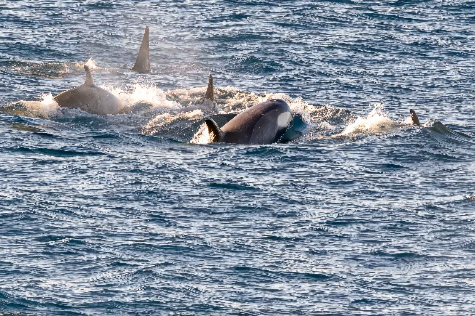 Orcas from the ship
