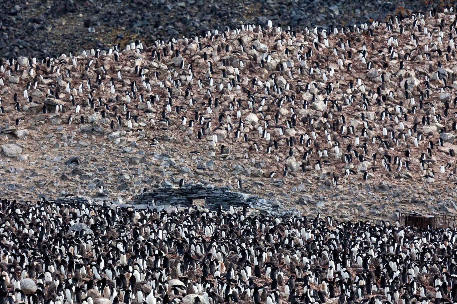 The colony