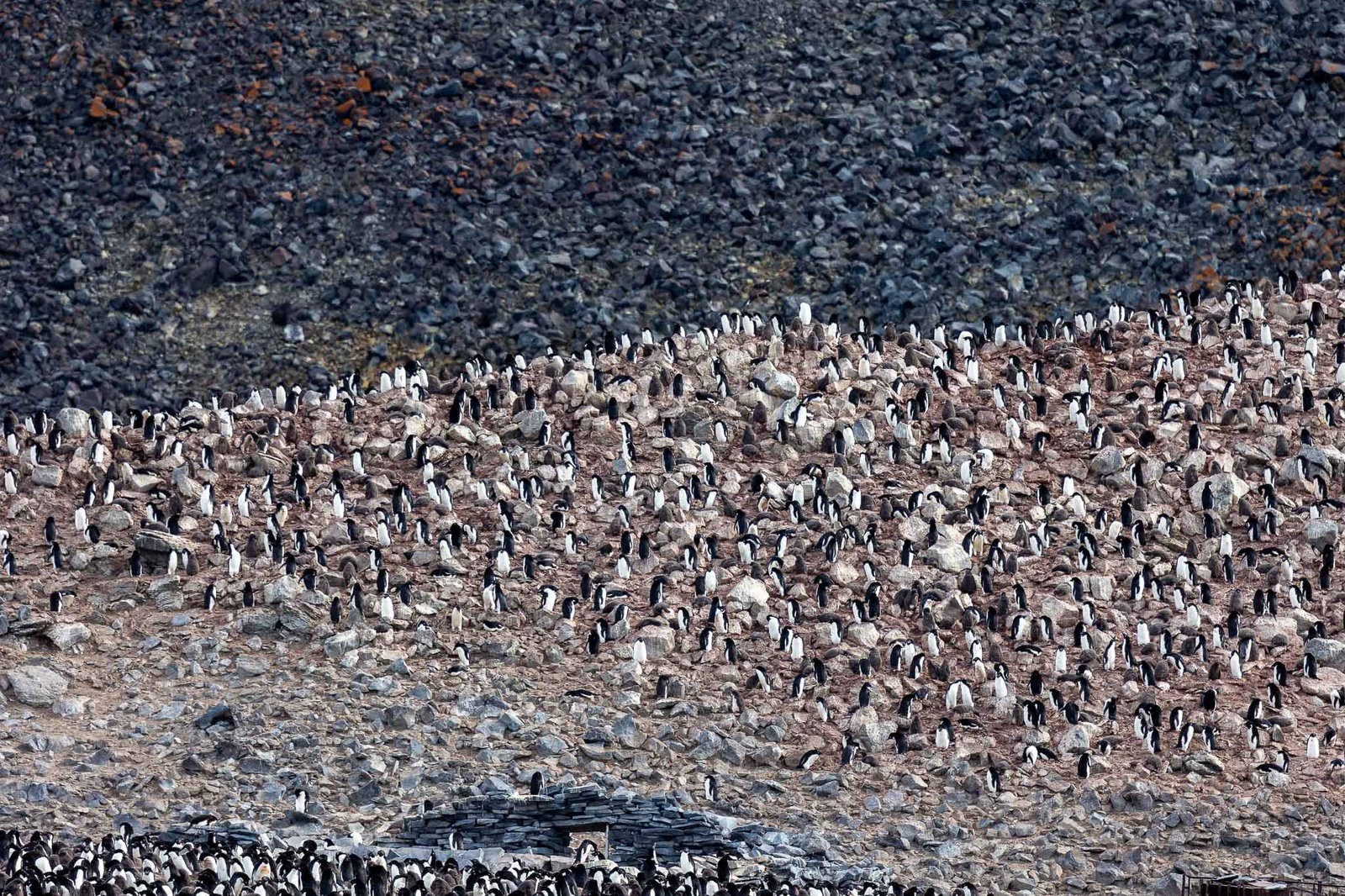 The colony