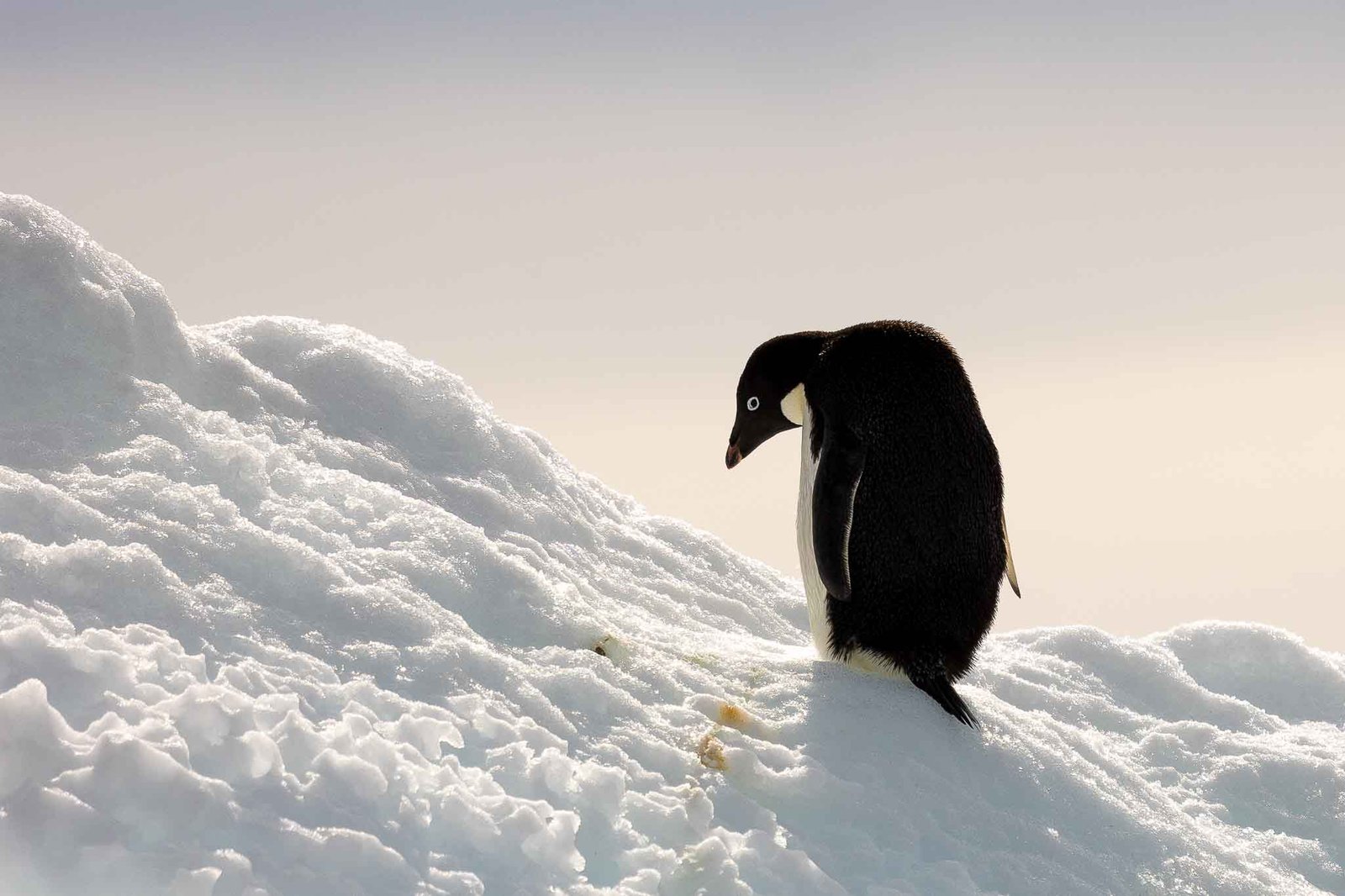 Adelie Penguins on the ice surrounding Paulet Island
