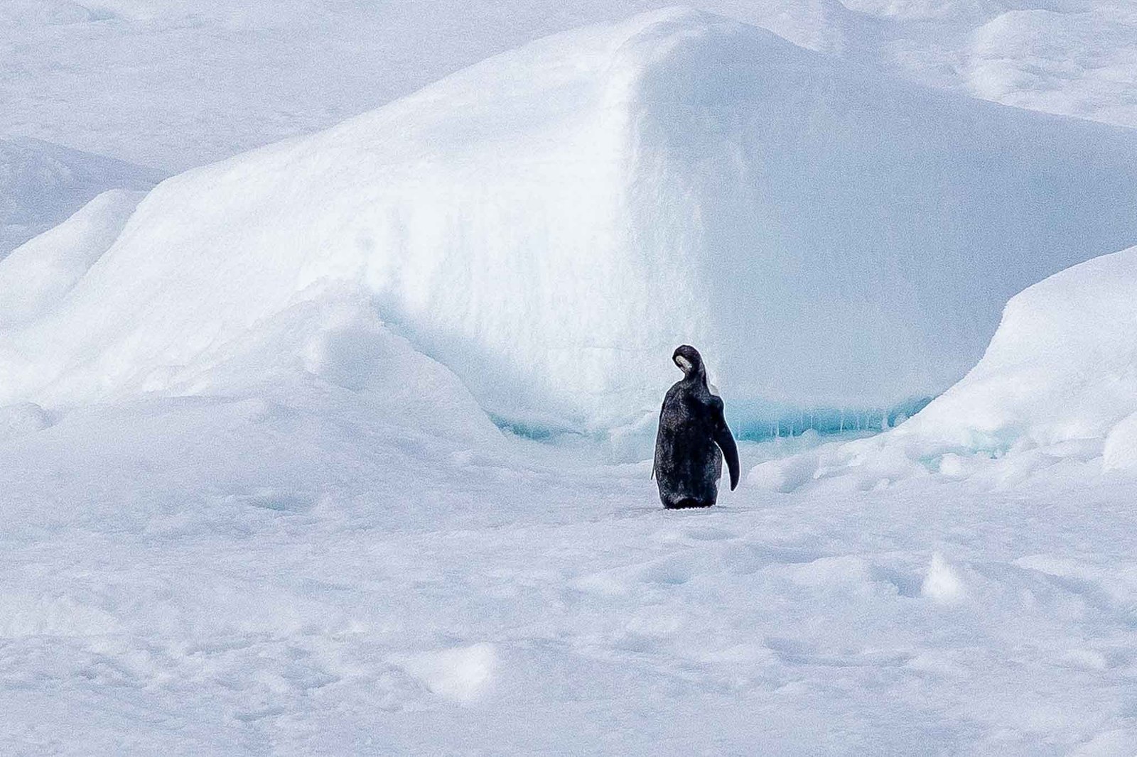 Juvenile Emperor Penguin