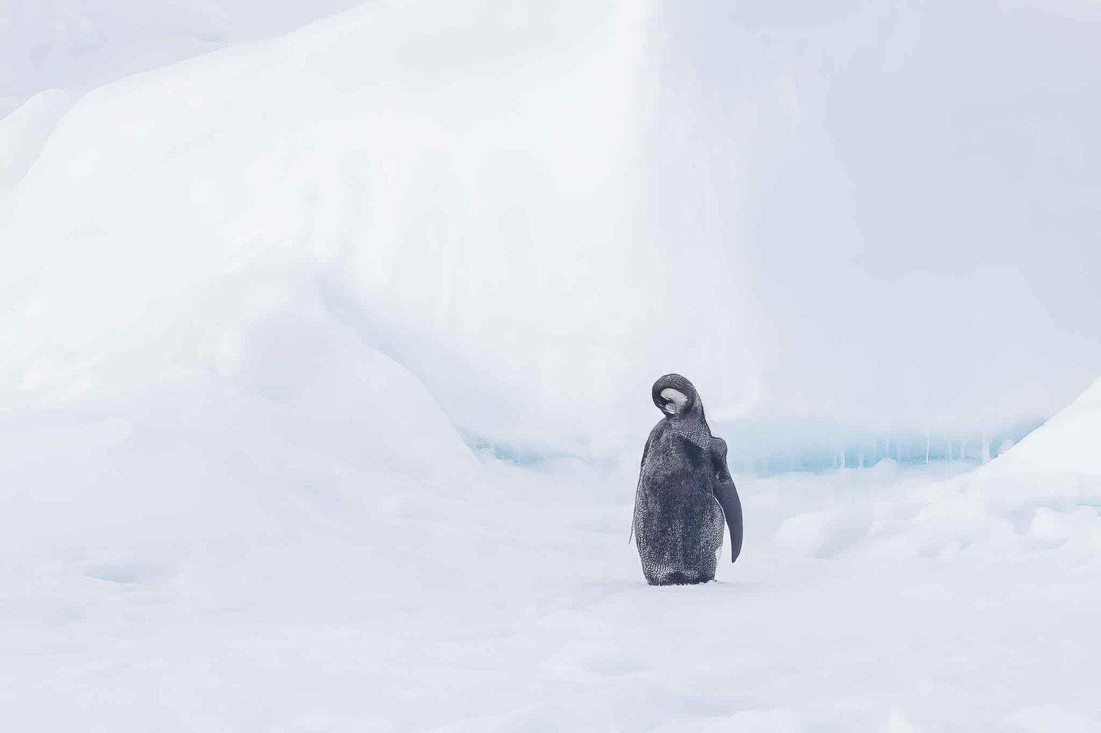 Juvenile Emperor Penguin