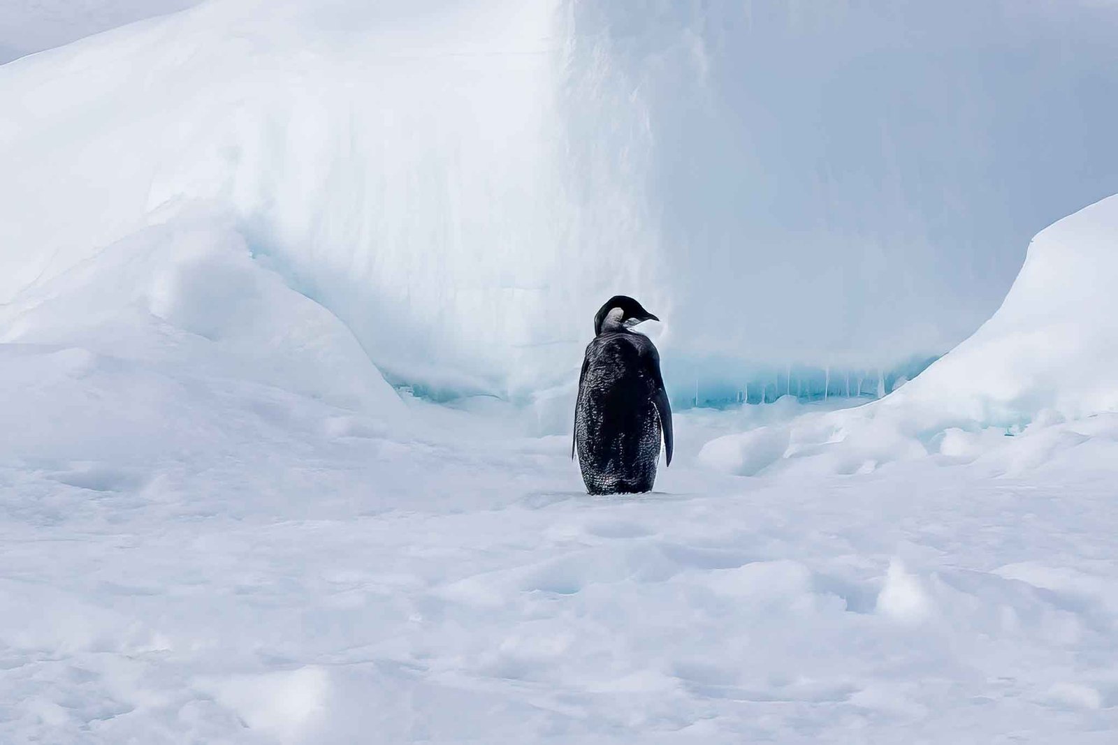 Juvenile Emperor Penguin