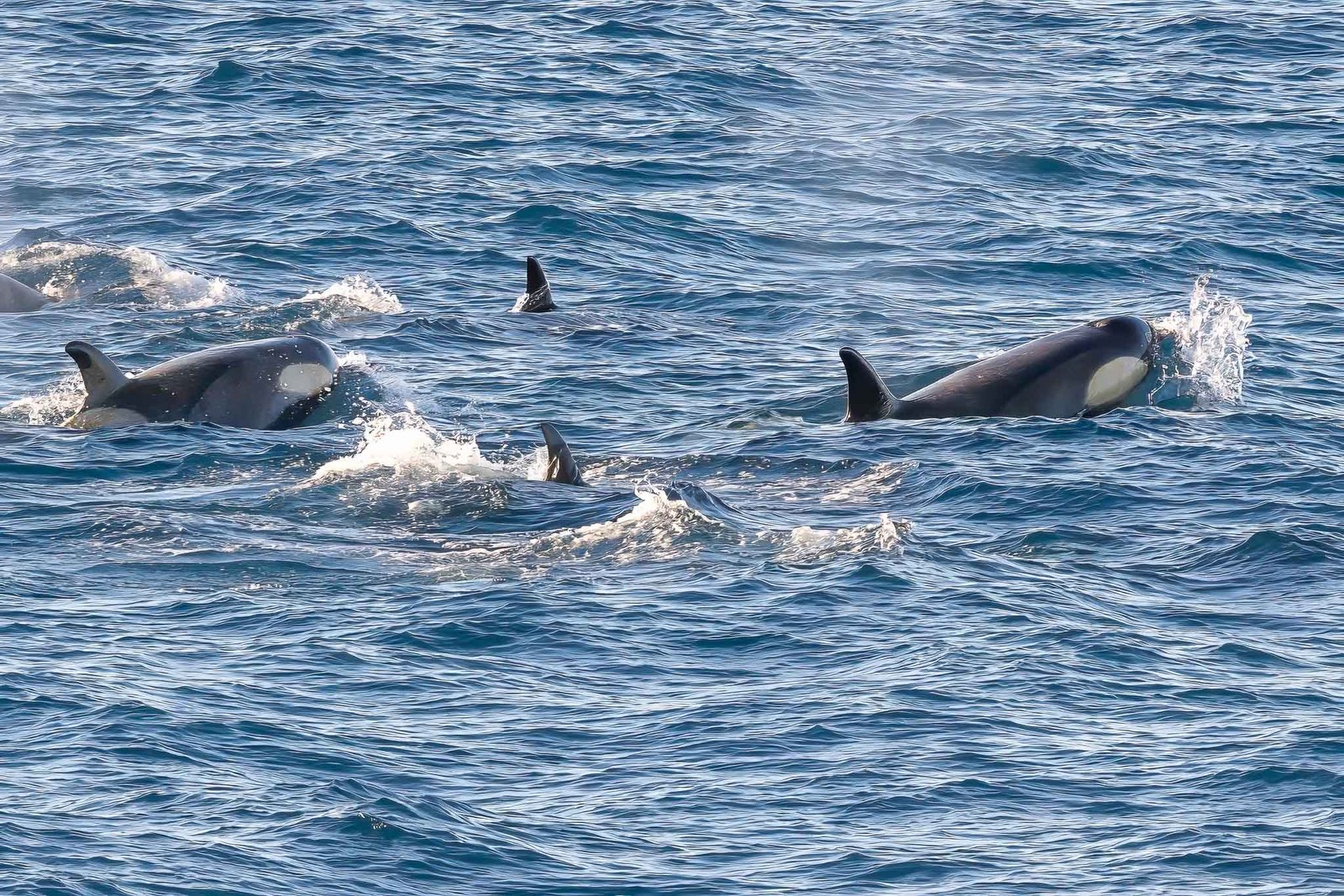 Orcas from the ship