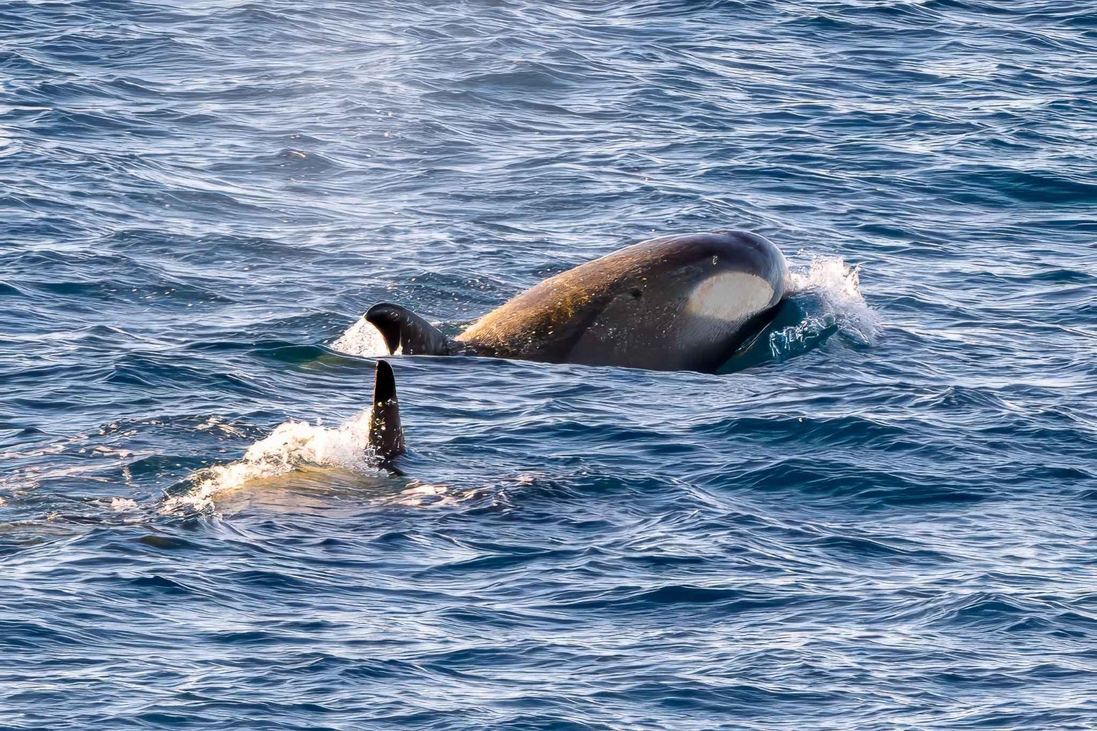 Orcas from the ship