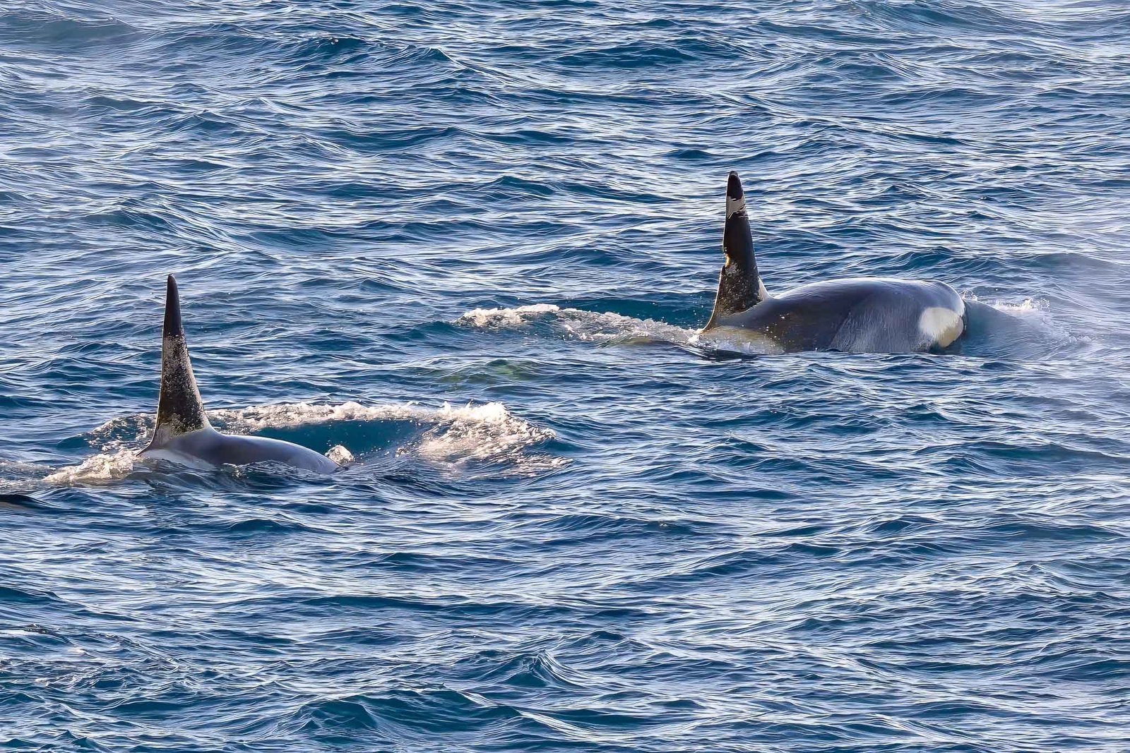 Orcas from the ship