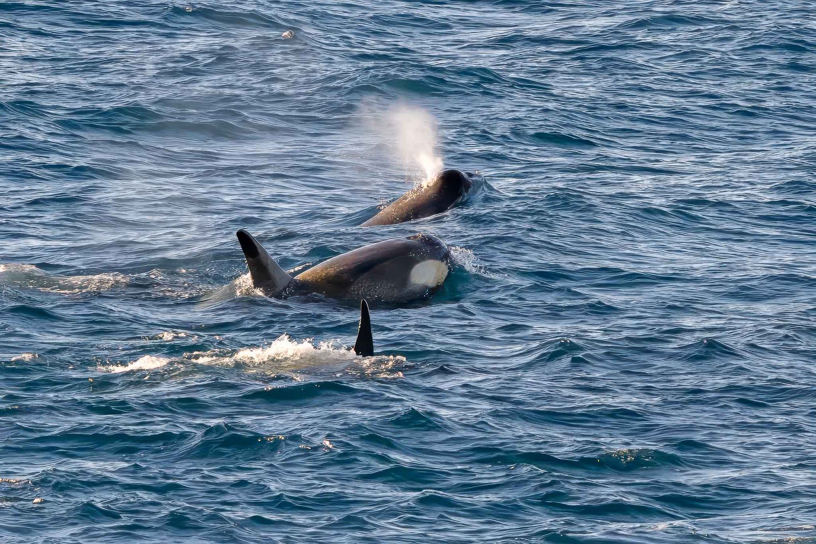 Orcas from the ship