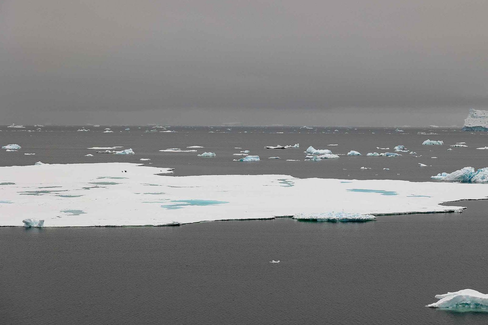 Icebergs from the ship