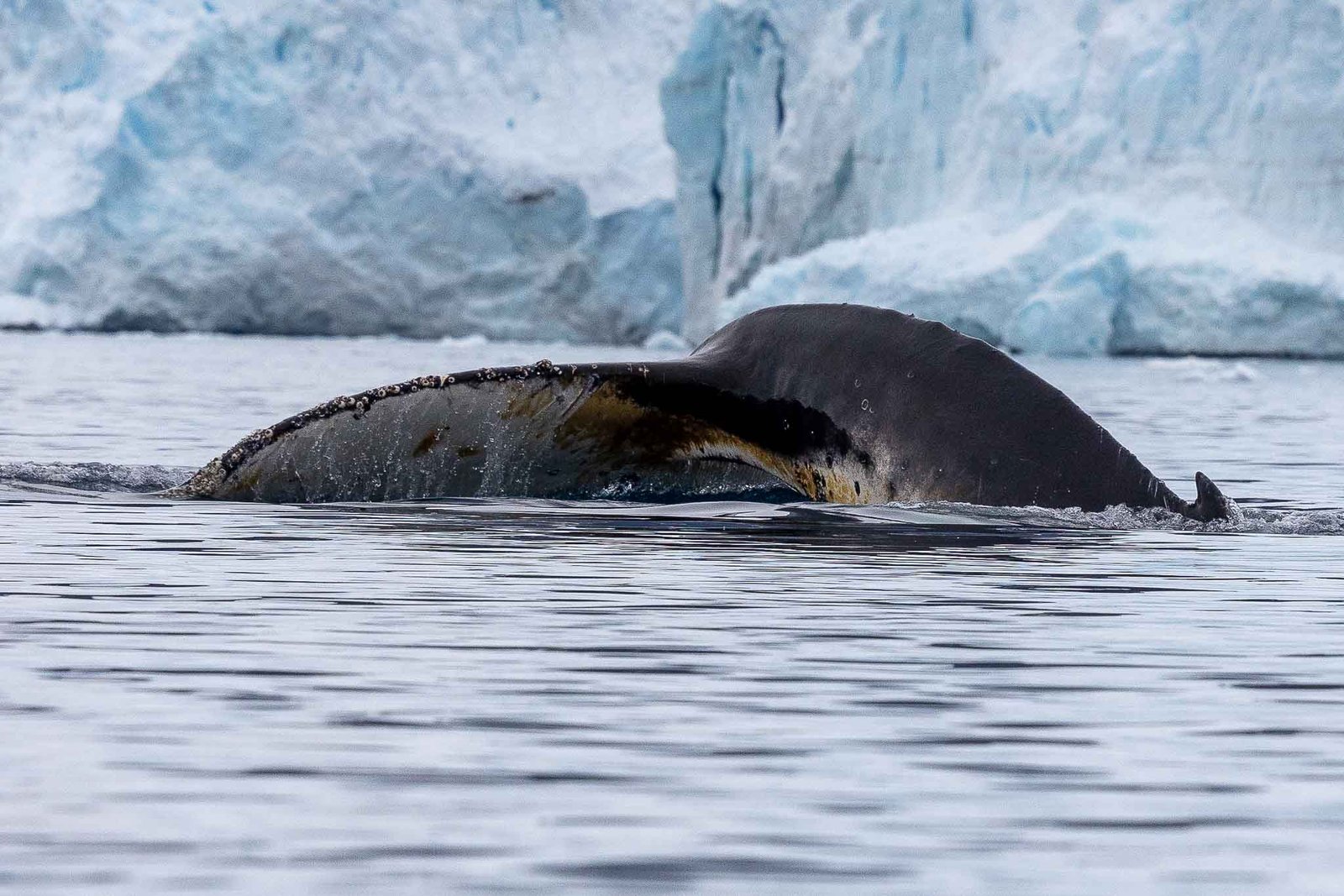 Whale that came up right by our Kayaks